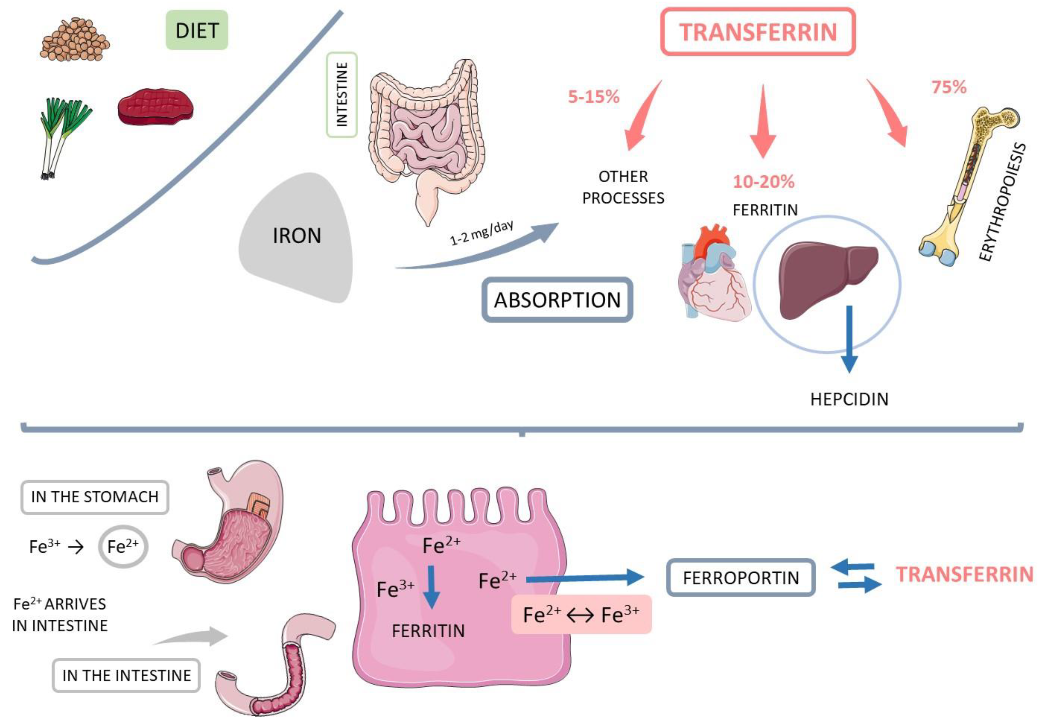 Endocrines 04 00002 g002