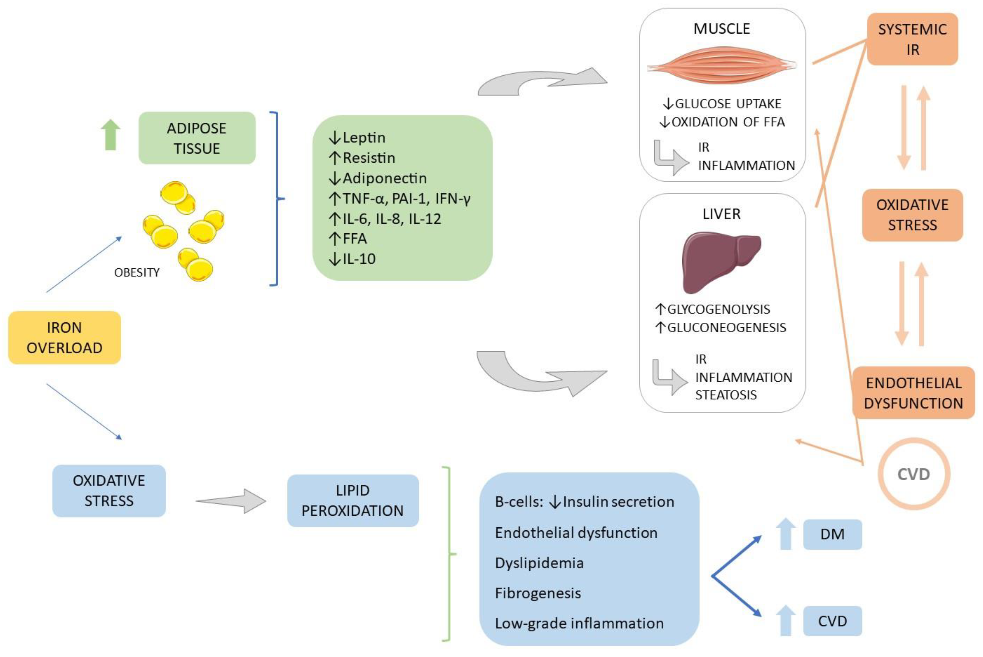Endocrines 04 00002 g006