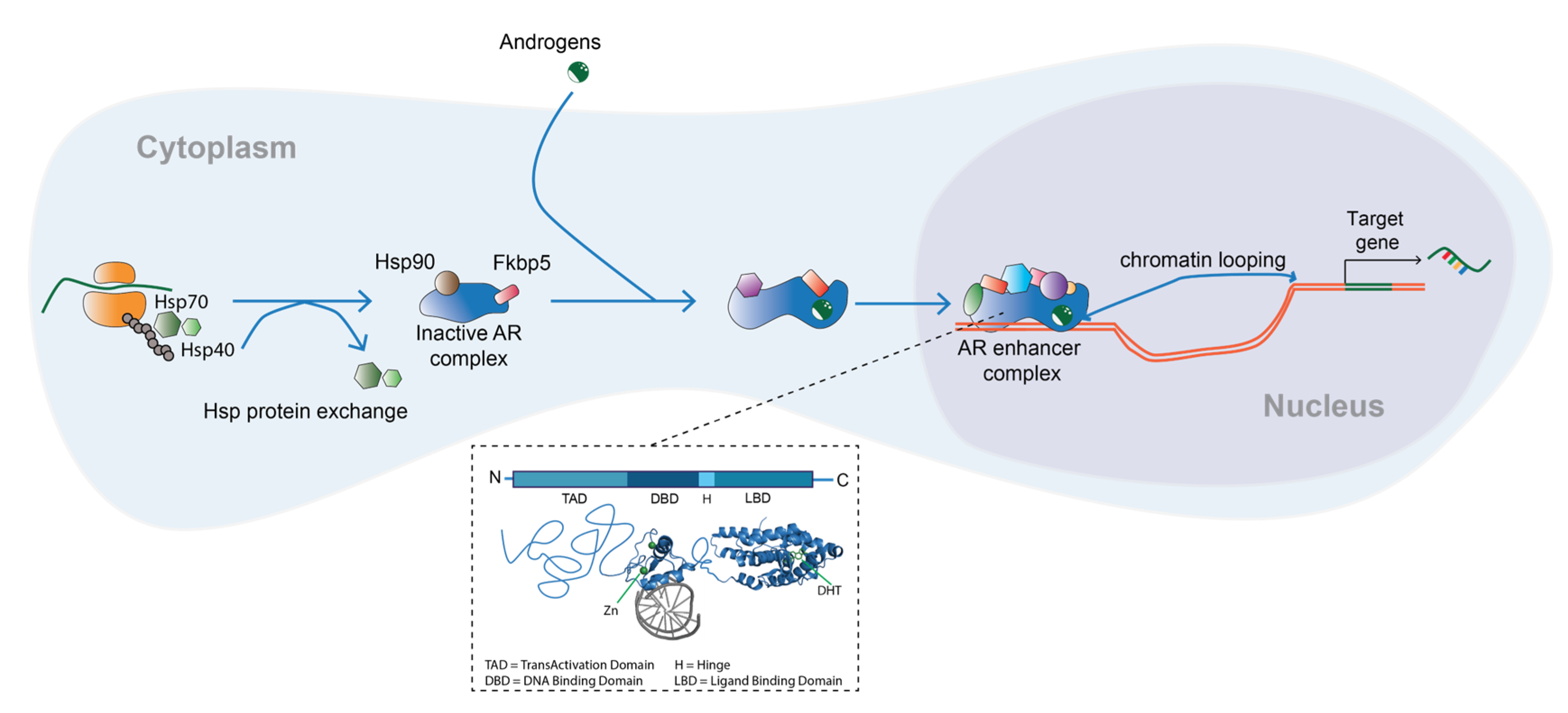 Endocrines 04 00022 g001