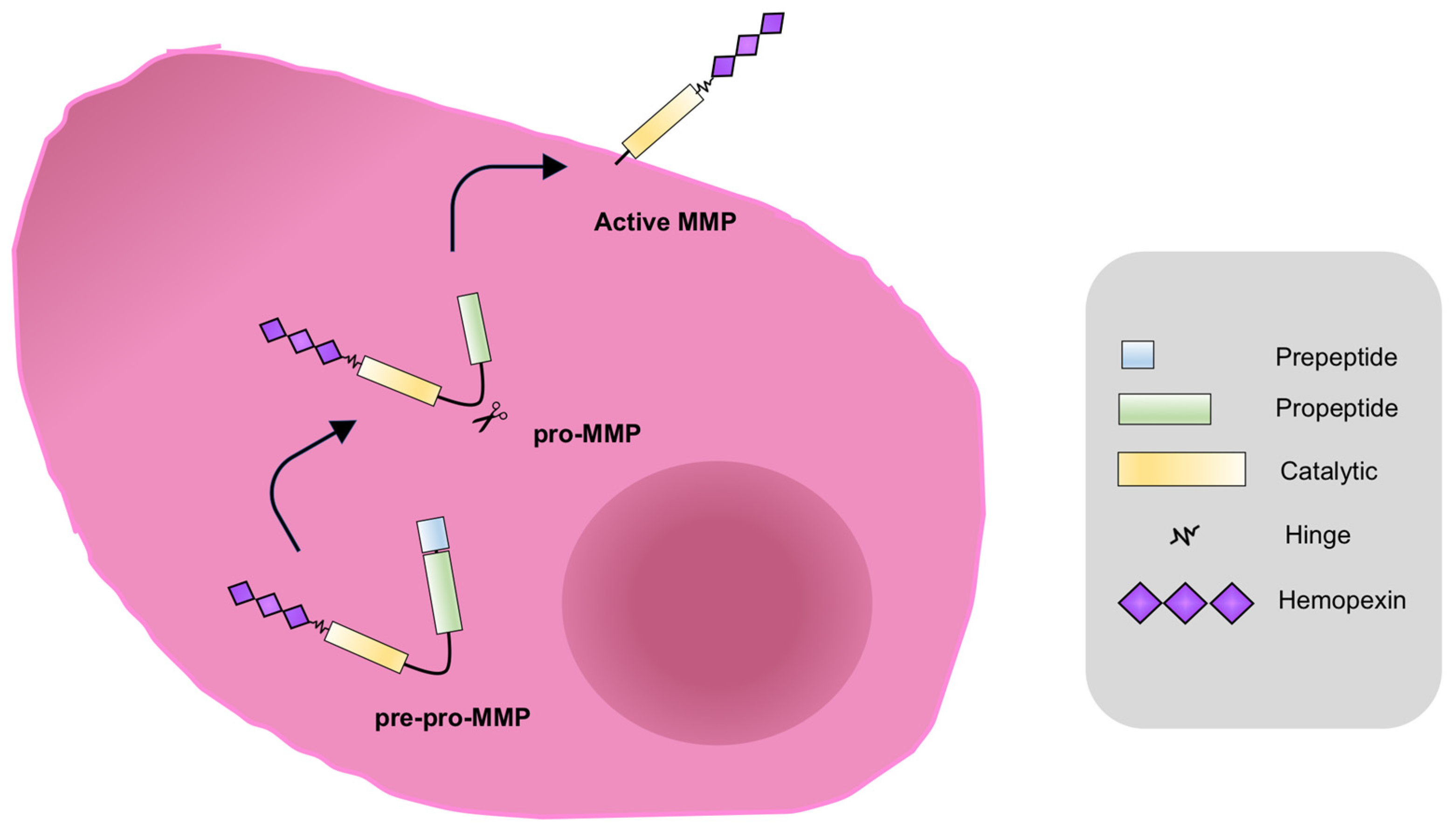 Endocrines 04 00027 g002