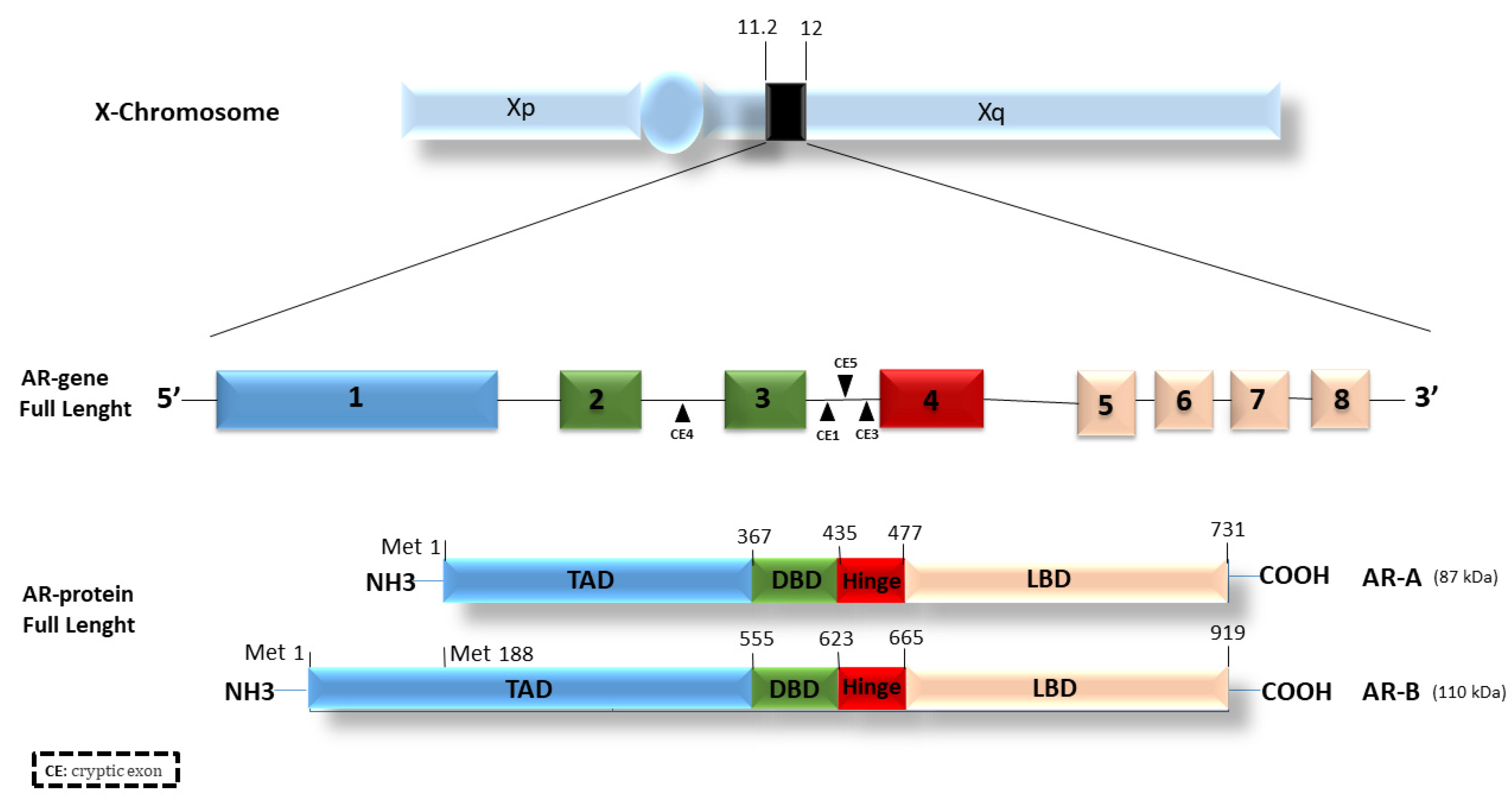 Endocrines 04 00031 g001