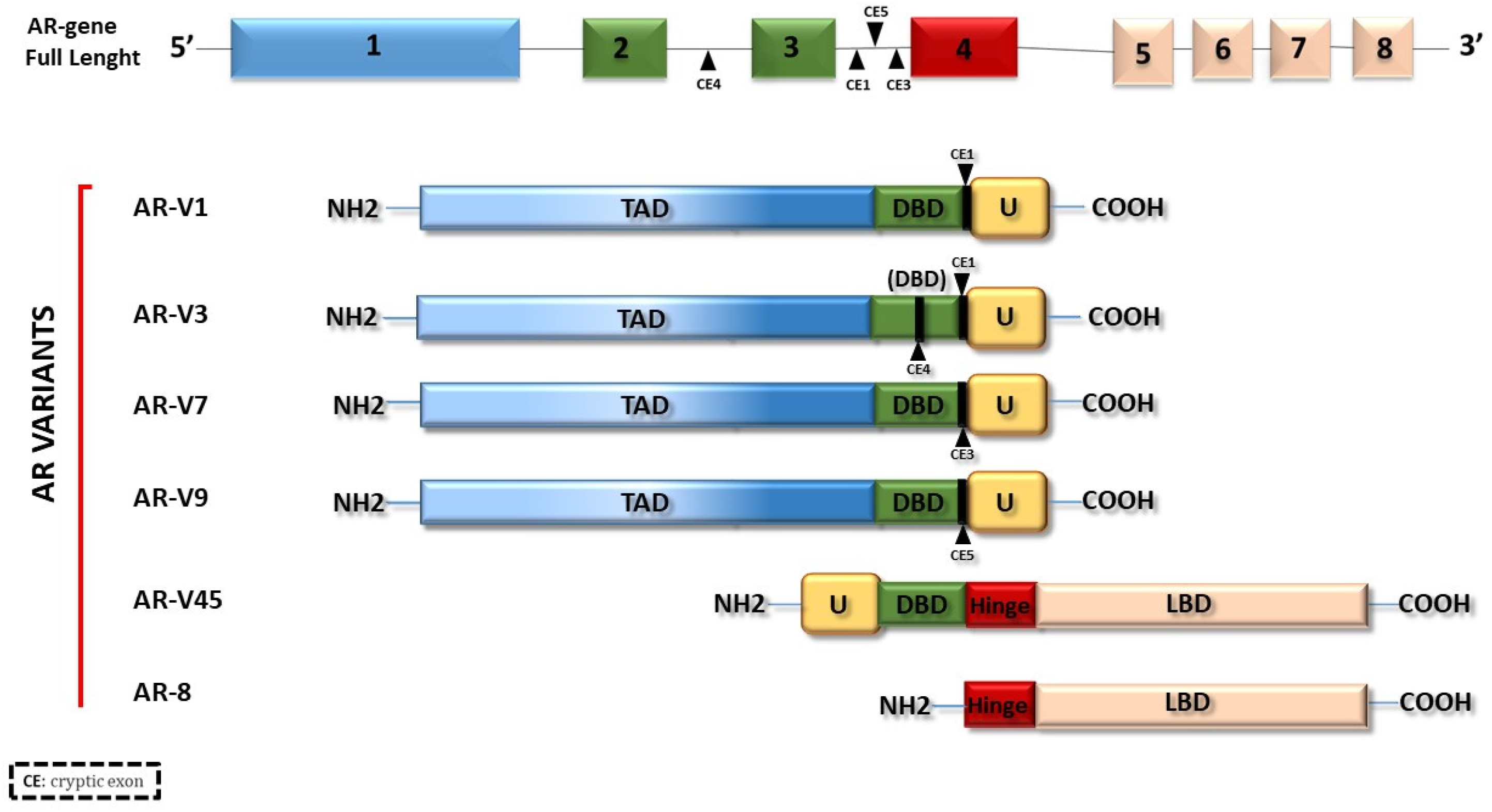Endocrines 04 00031 g002
