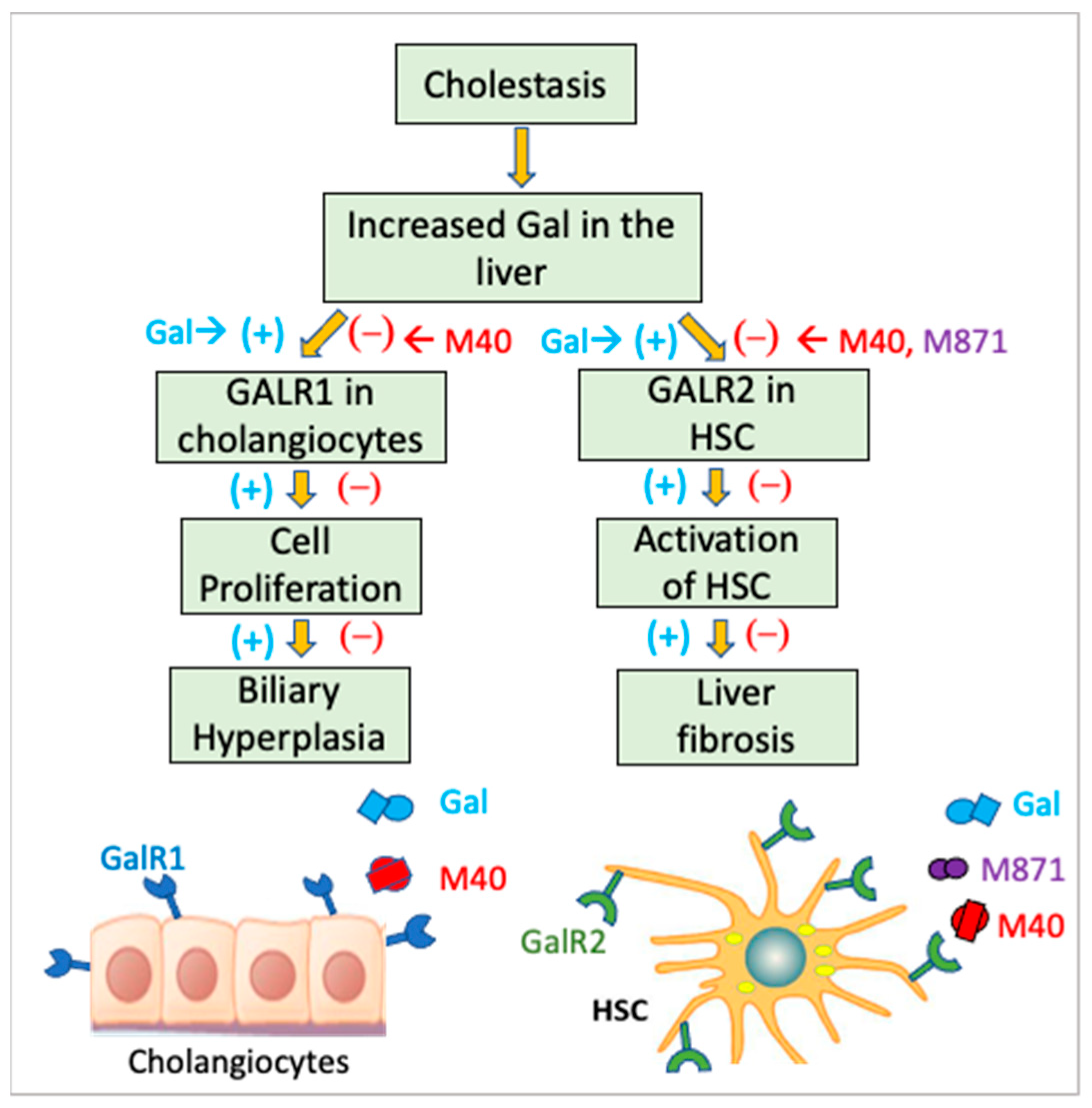 Endocrines 04 00034 g002