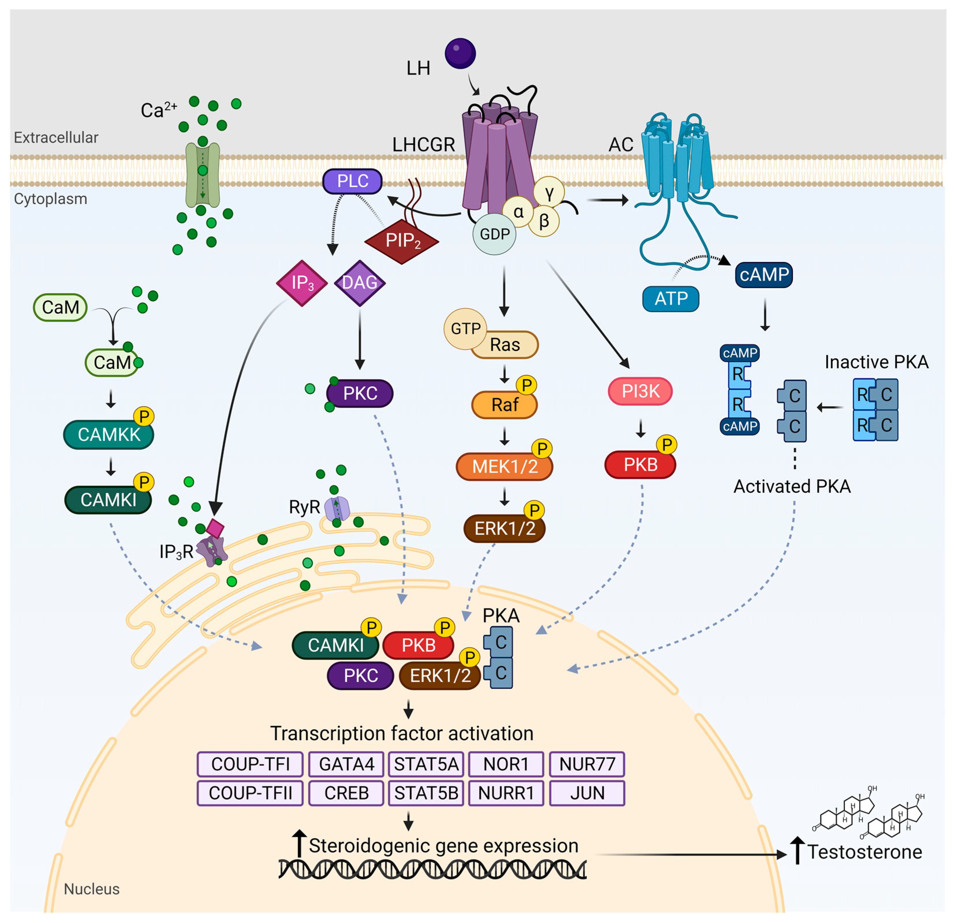 Endocrines 04 00041 g001