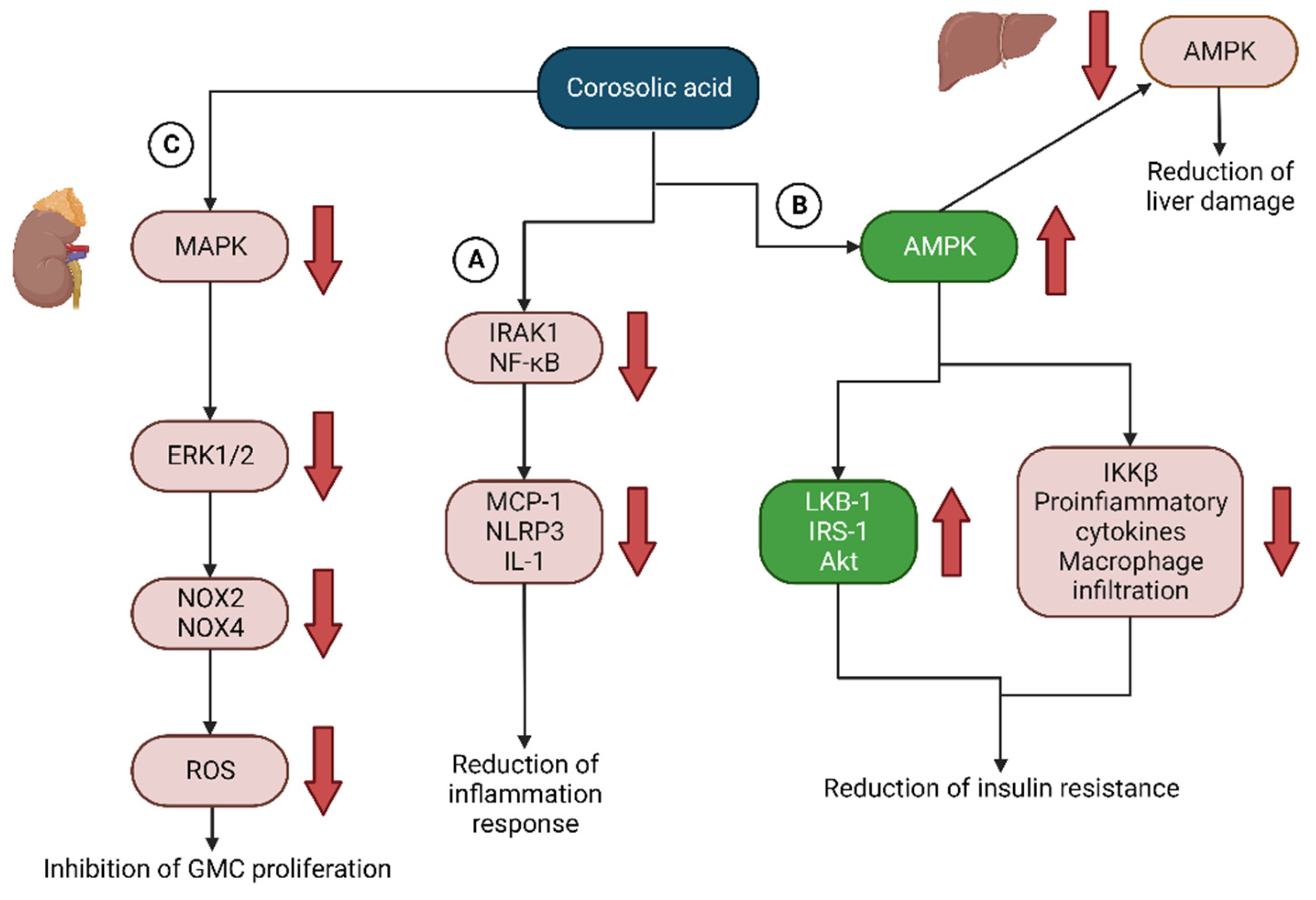 Endocrines 04 00044 g001