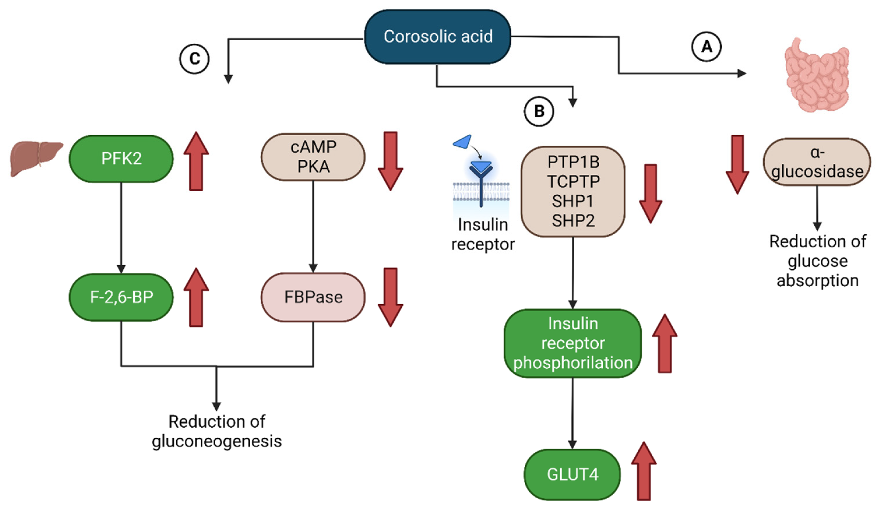 Endocrines 04 00044 g002