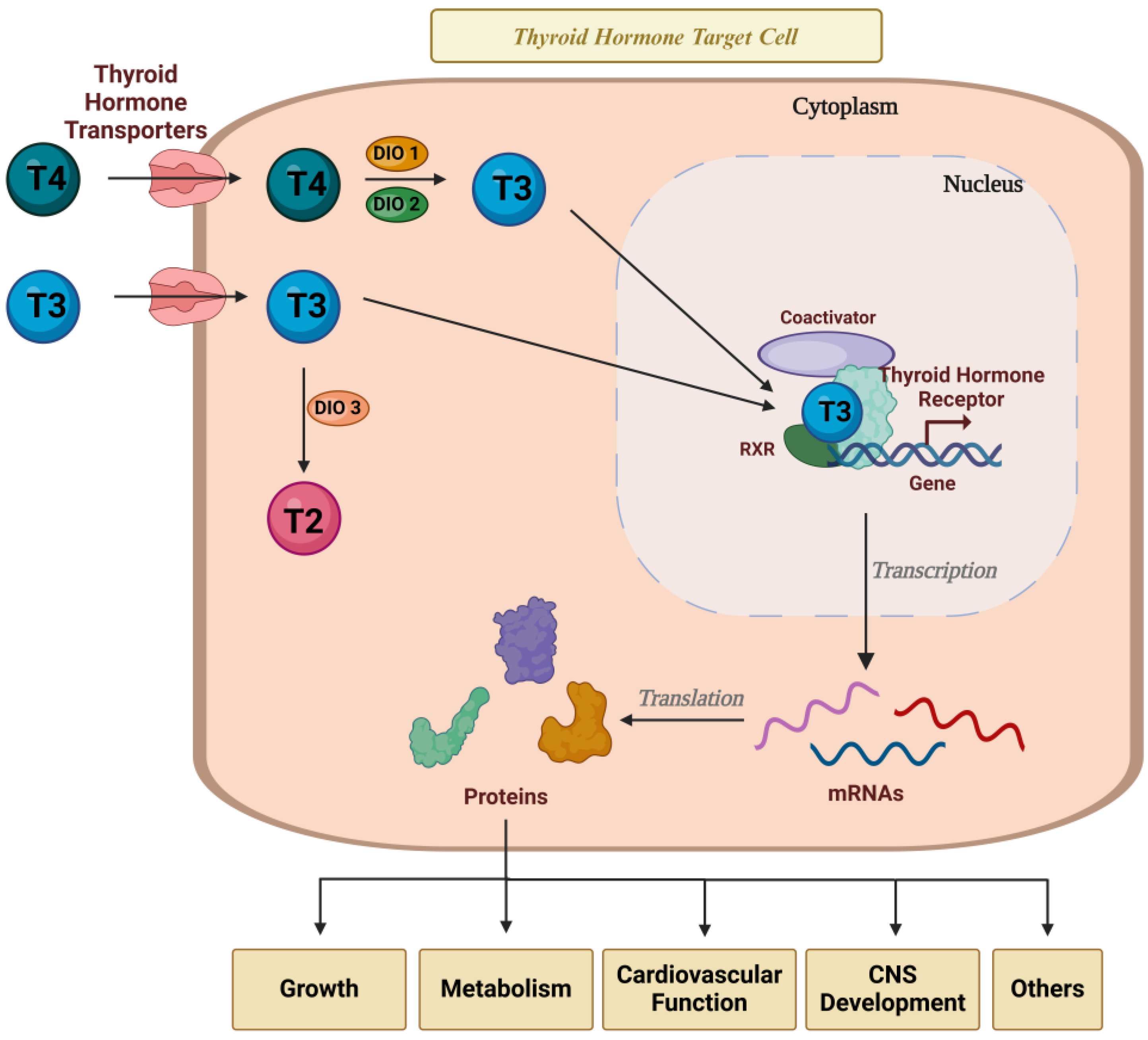 Endocrines 05 00032 g002