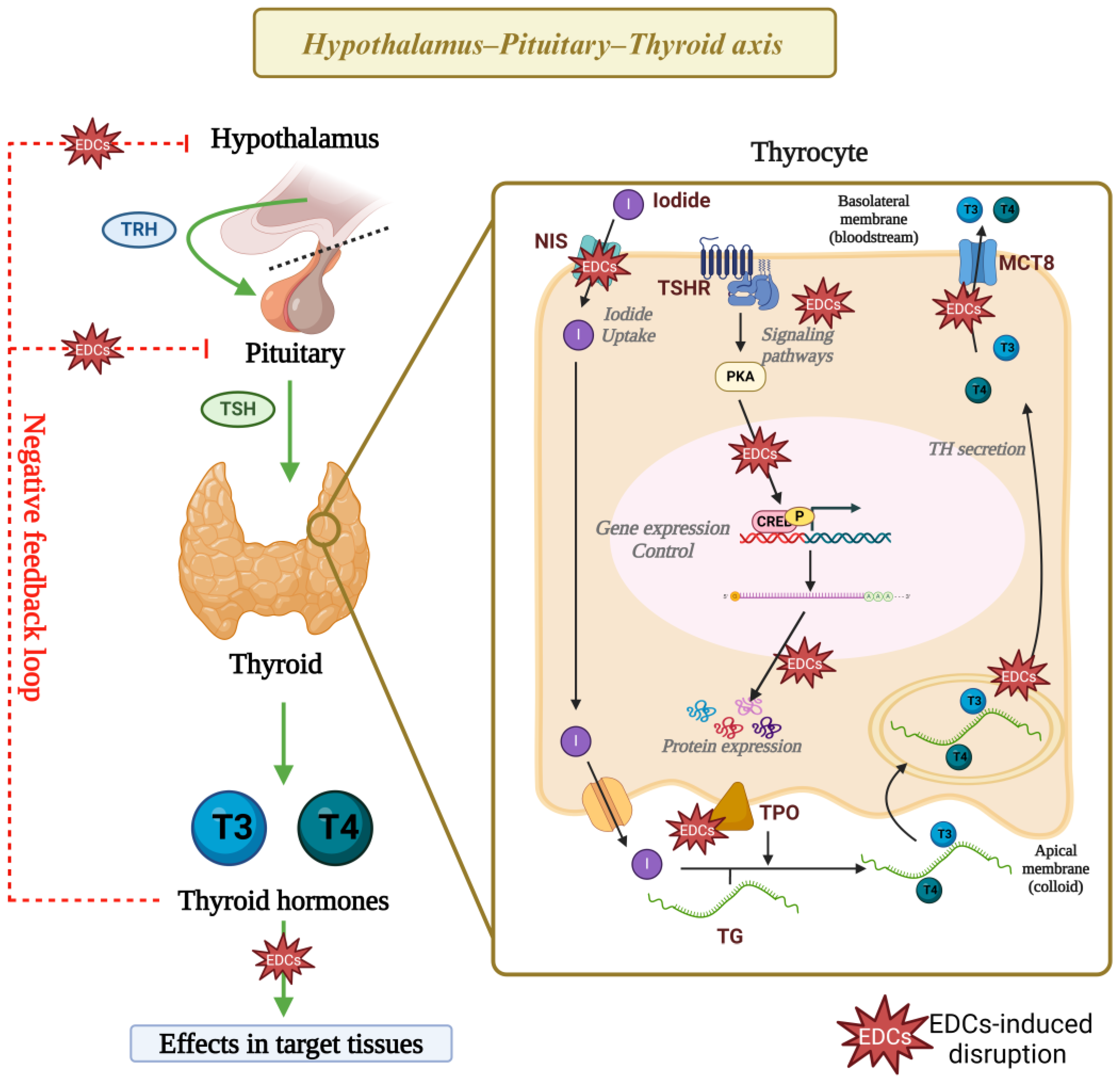 Endocrines 05 00032 g004