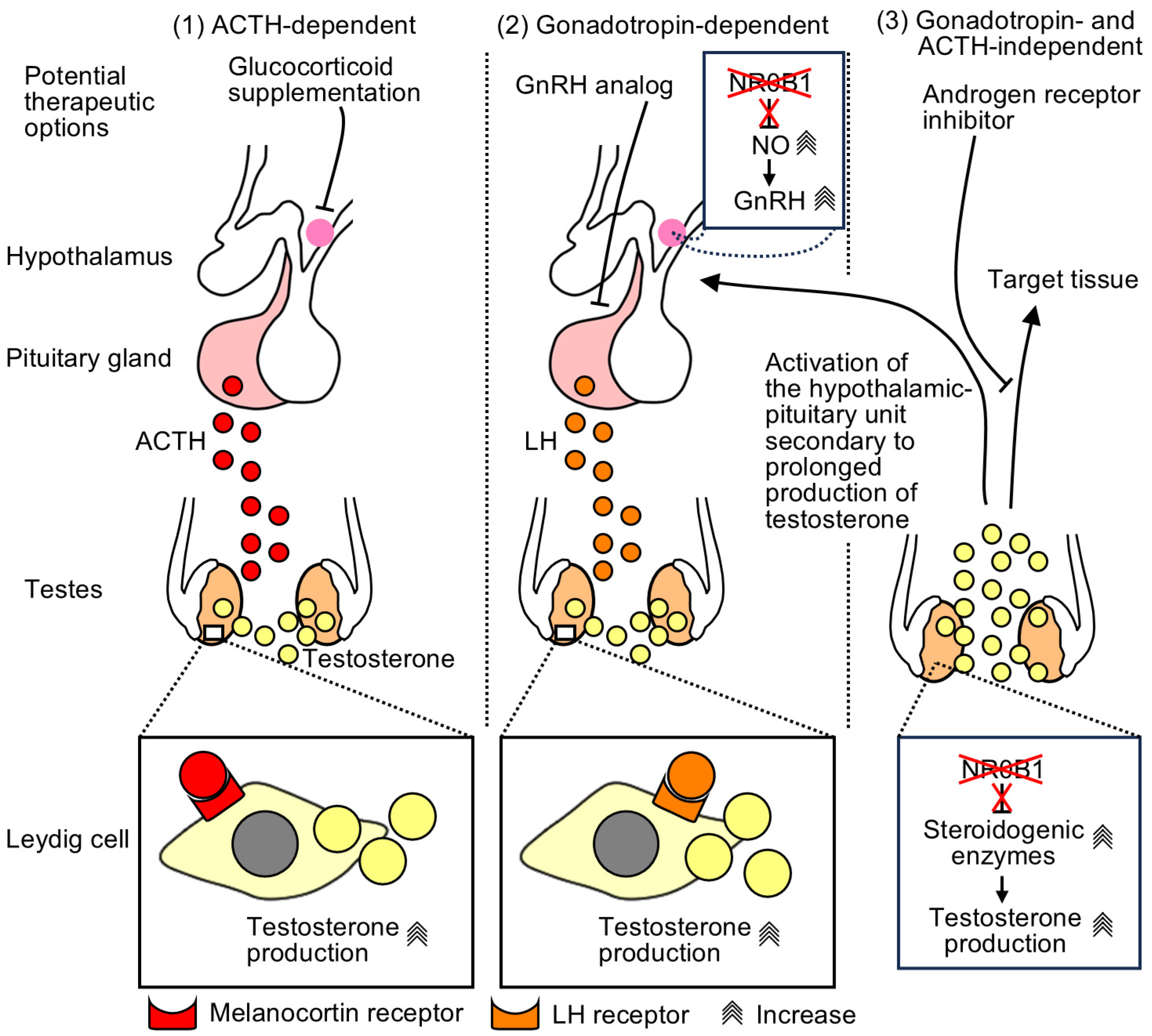 Endocrines 05 00038 g001