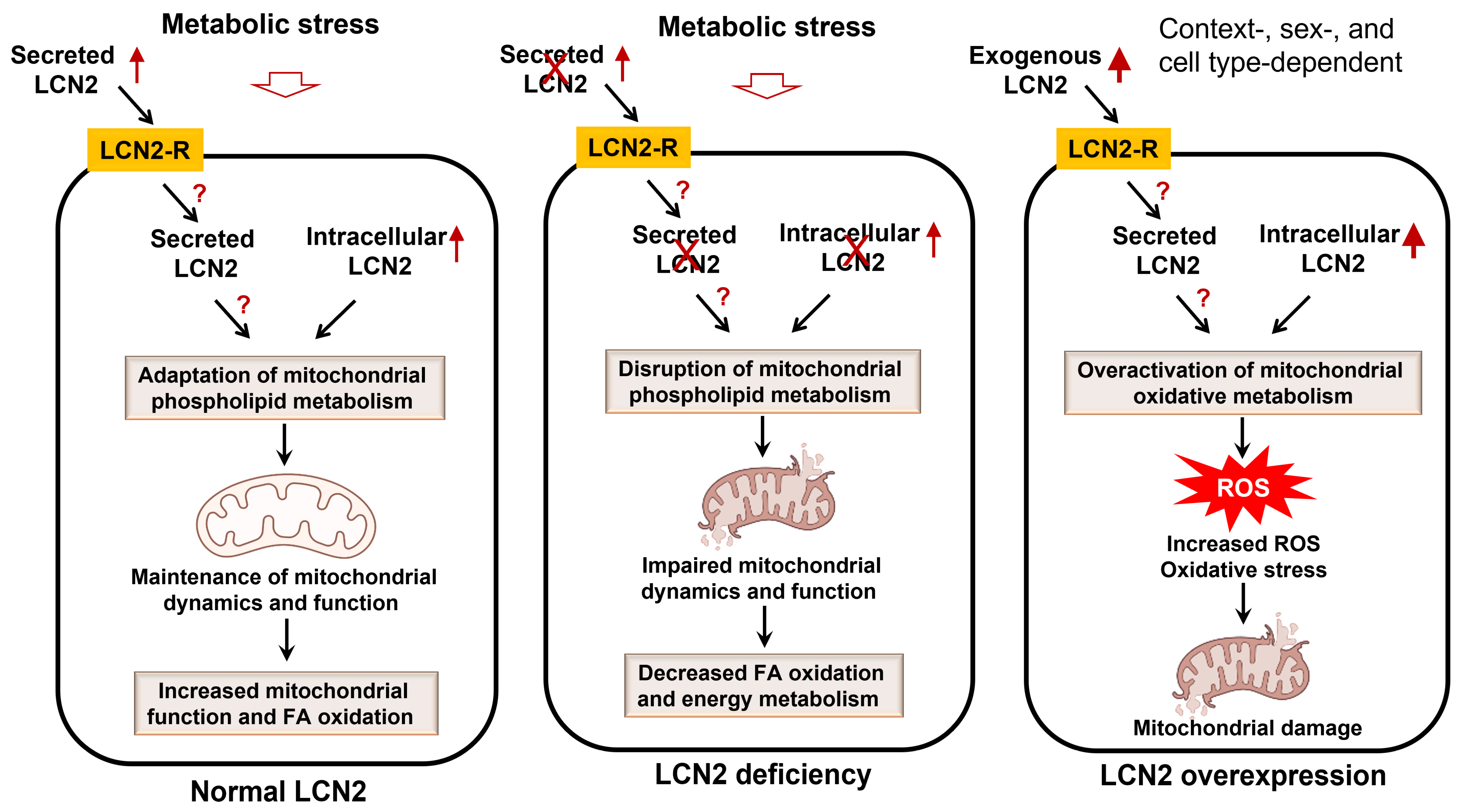 Endocrines 06 00004 g002 Endocrines 06 00004 g002