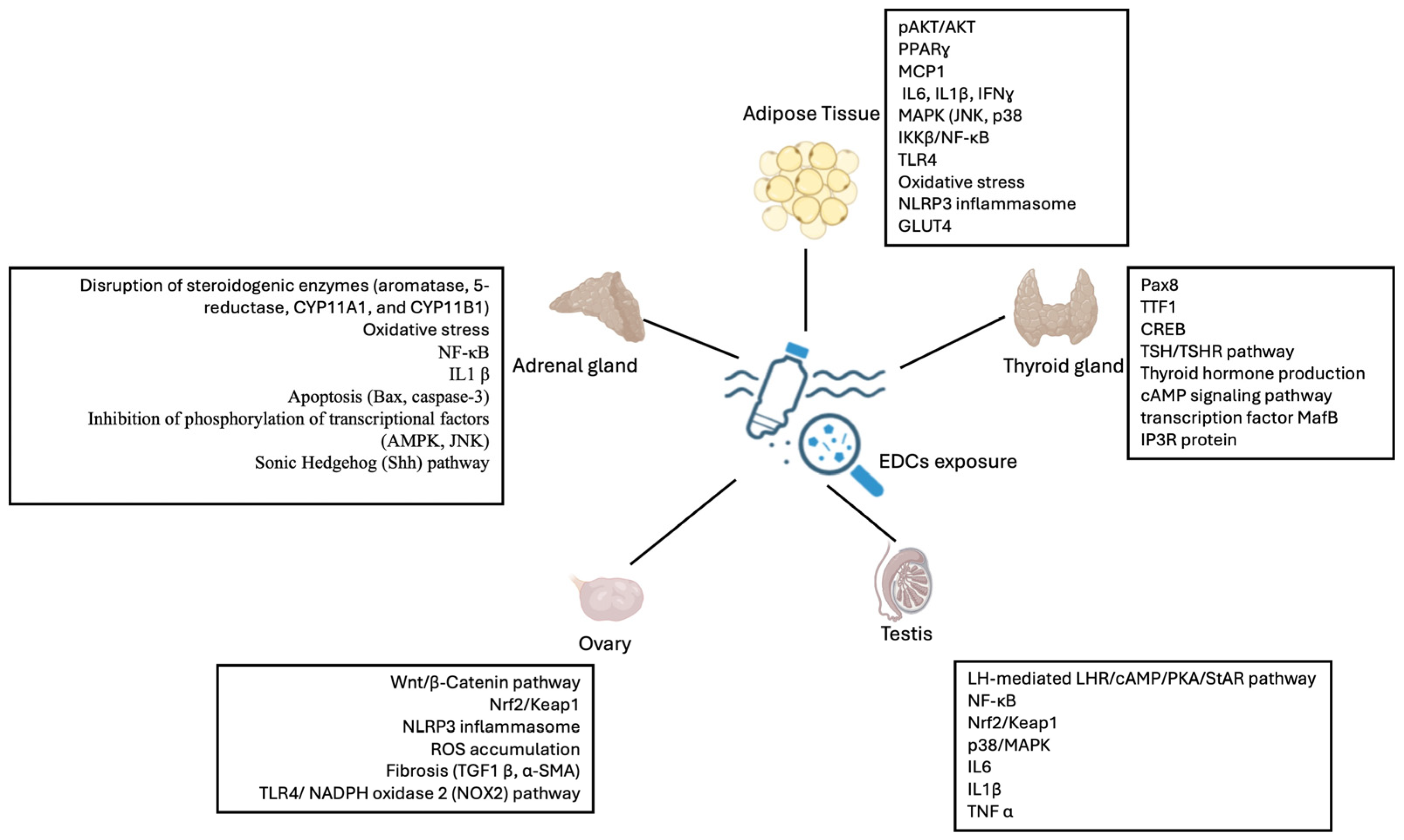 Endocrines 06 00023 g001