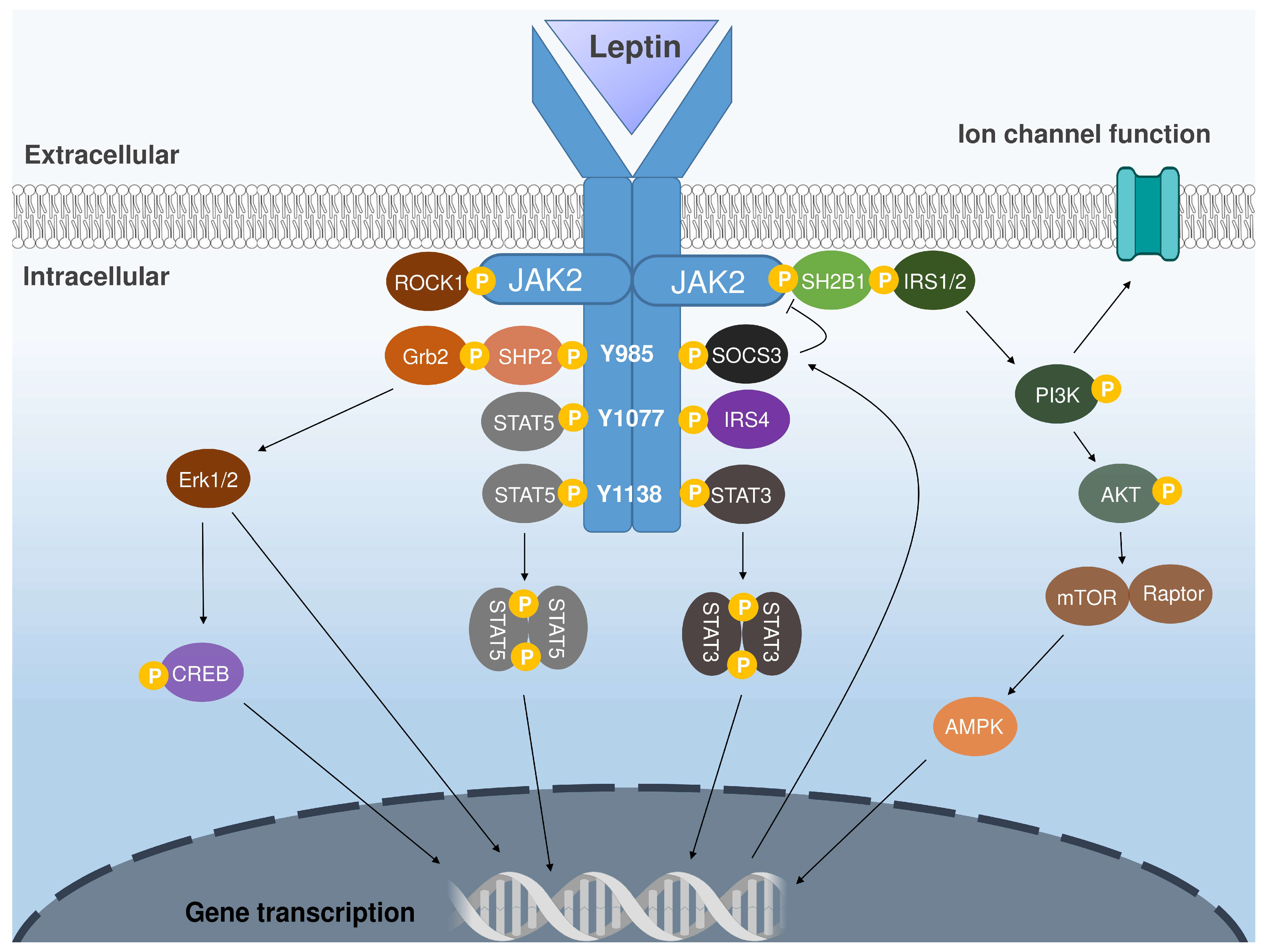 Endocrines 06 00042 g002 Endocrines 06 00042 g002