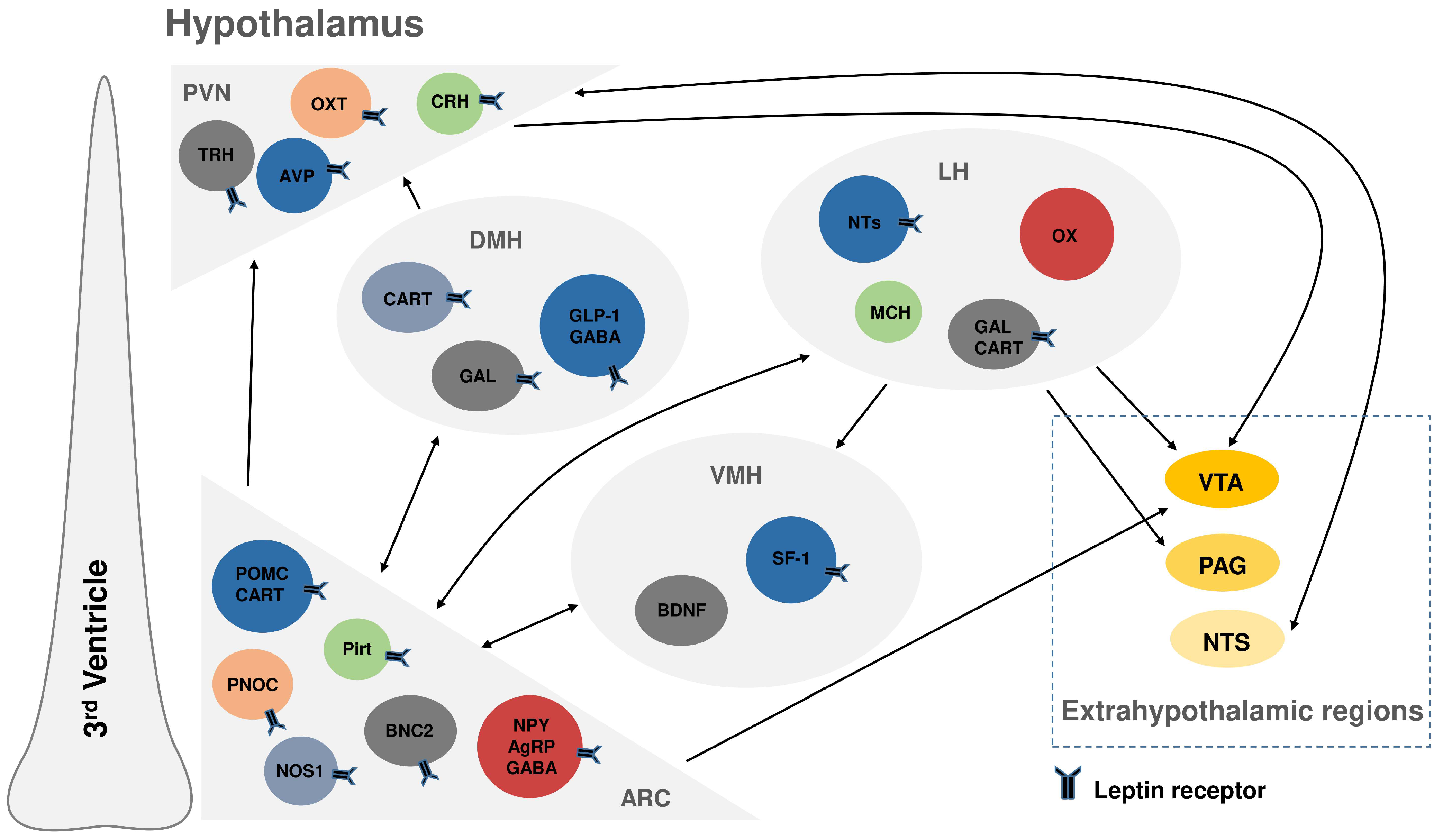 Endocrines 06 00042 g003 Endocrines 06 00042 g003