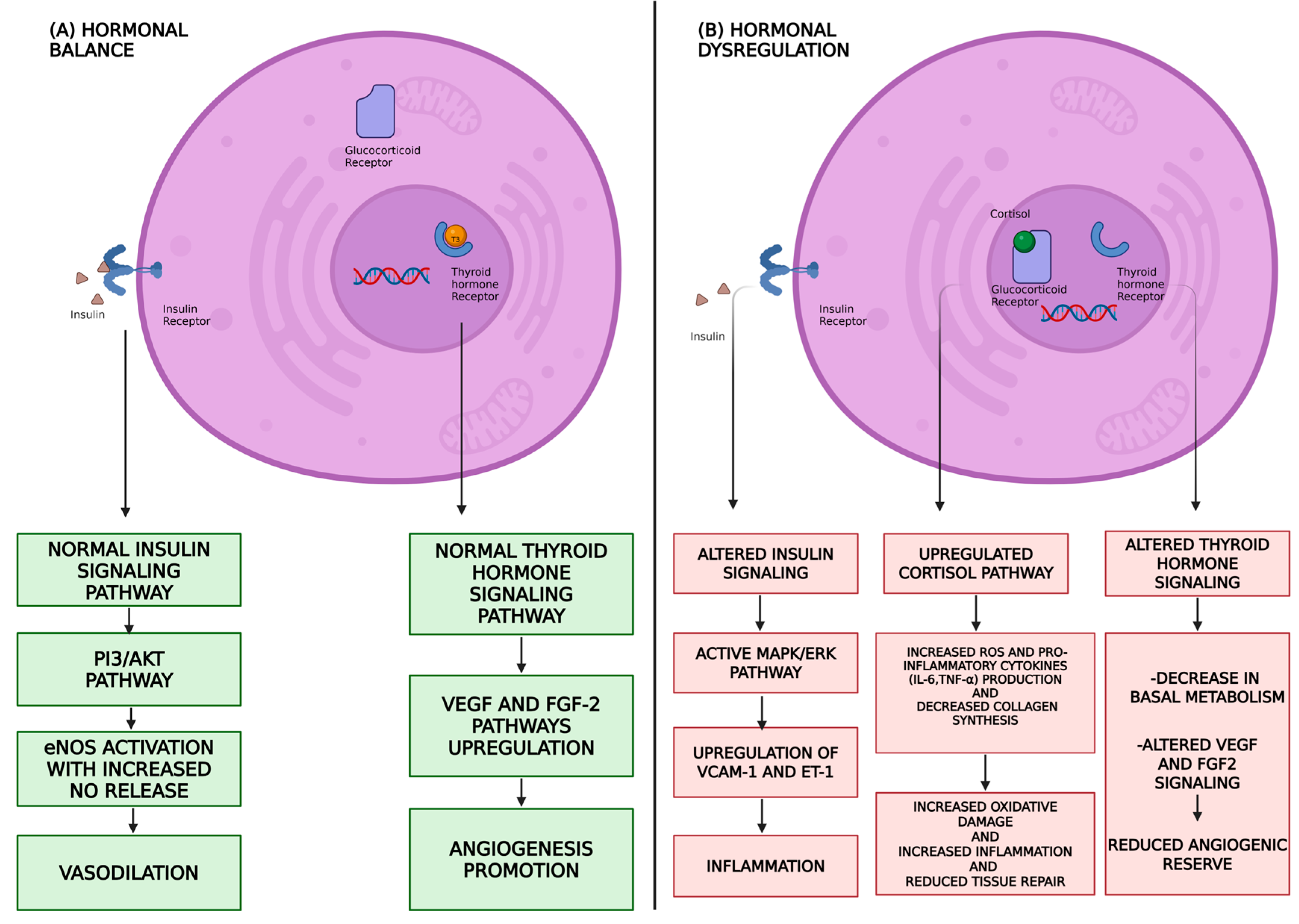 Endocrines 07 00004 g002