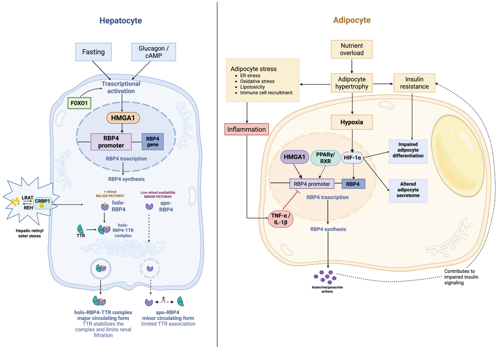 Endocrines 07 00059 g001 Endocrines 07 00059 g001