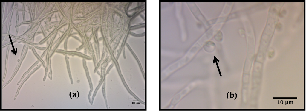 Energies 07 04417 g001 1024