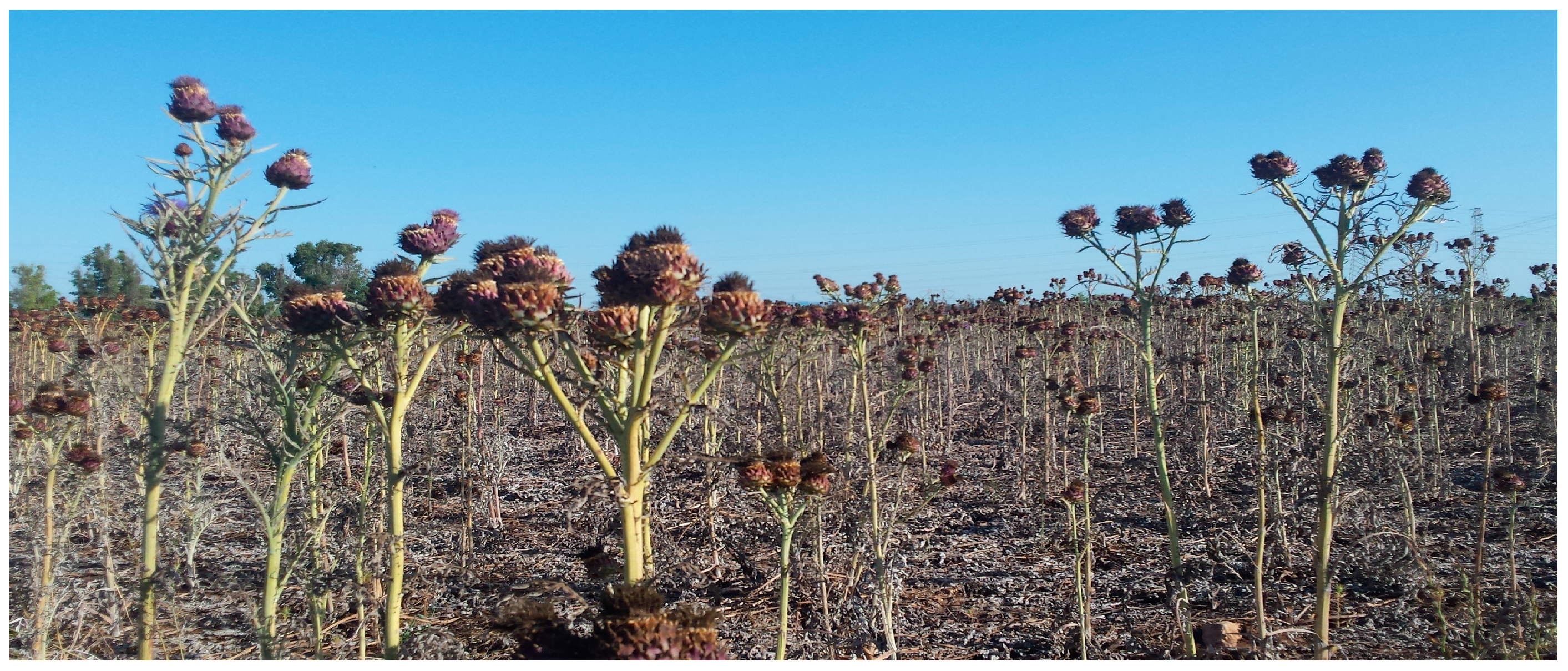 Energies 10 01224 g007