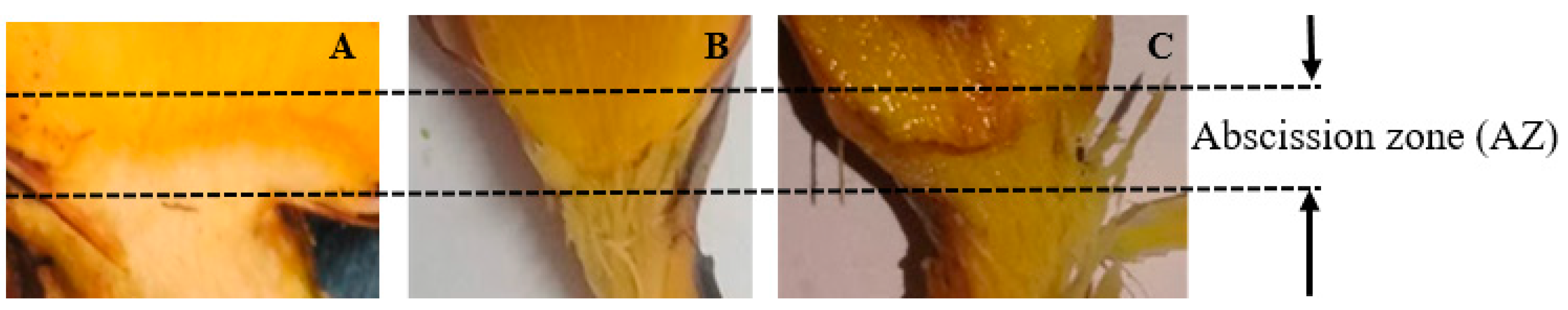 Energies 12 03981 g004