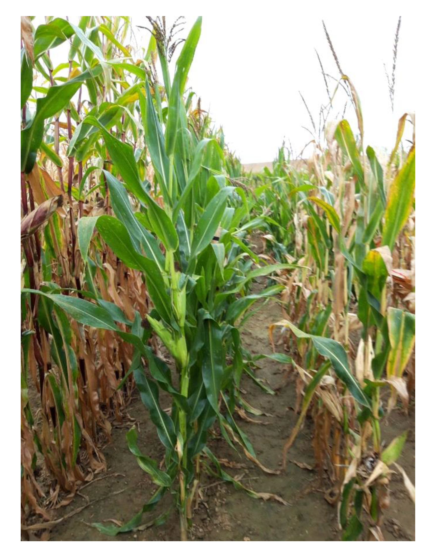 Energies 13 00790 g002