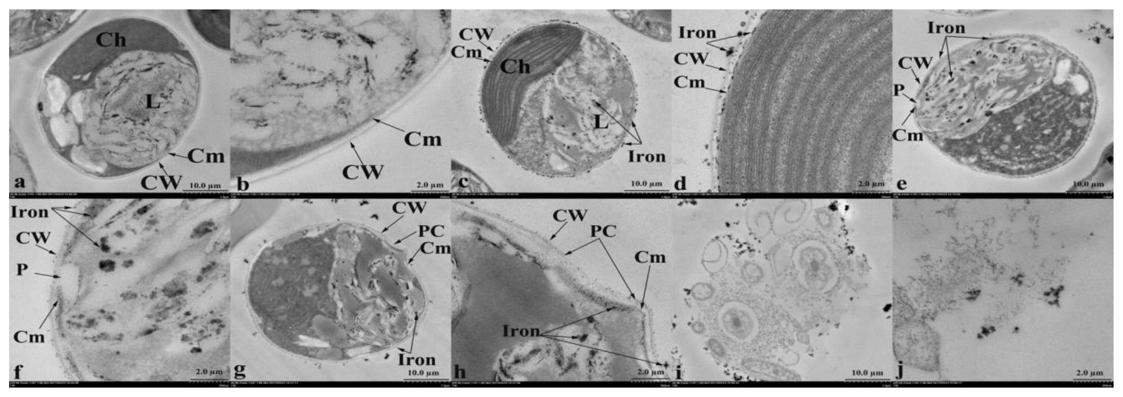 Energies 13 03813 g005 Energies 13 03813 g005
