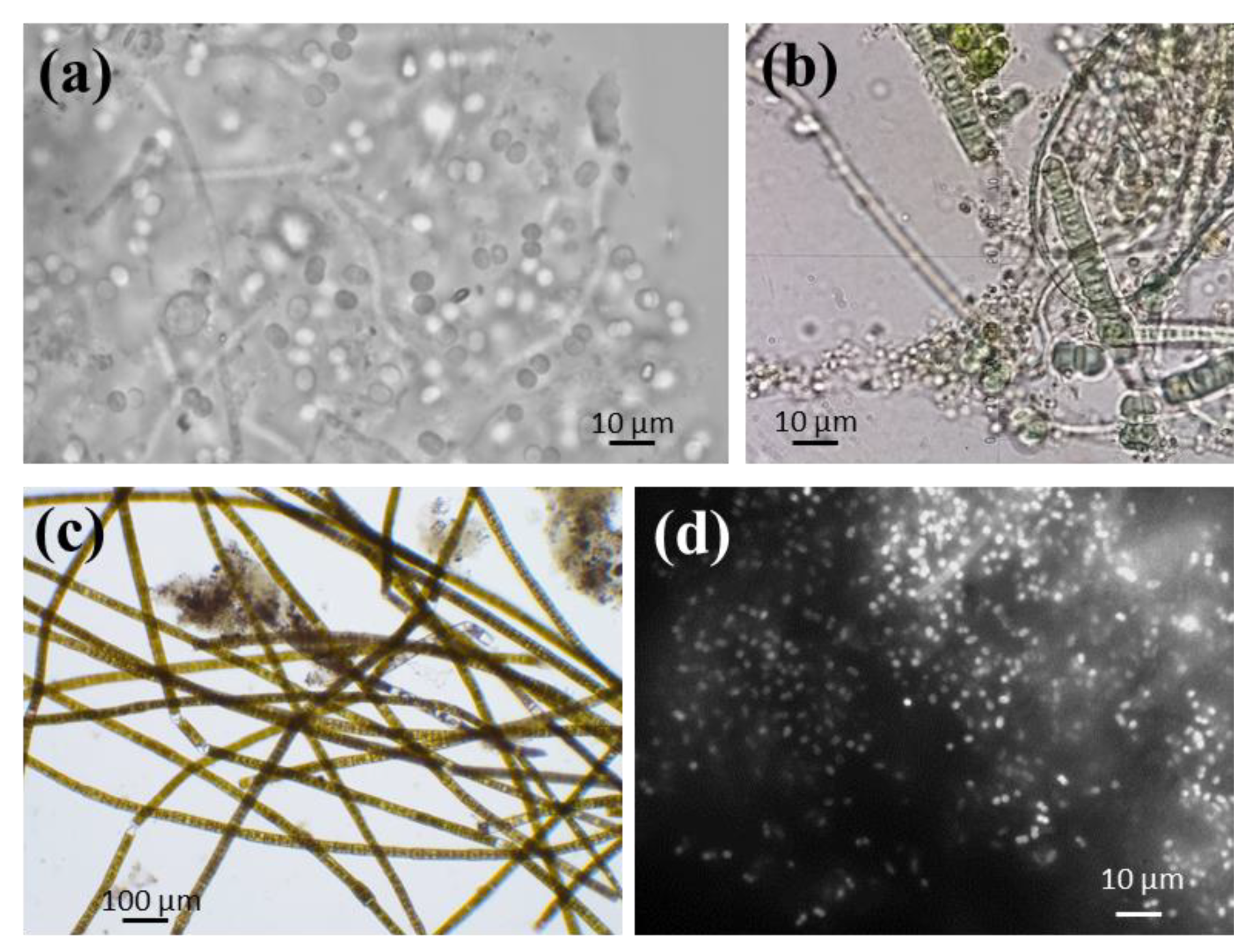 Energies 13 05484 g004