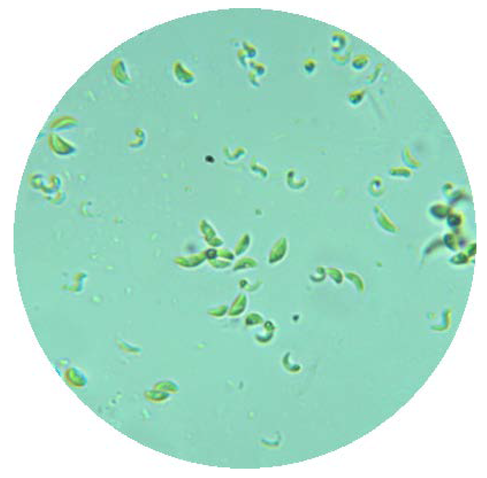 Energies 13 05975 g001