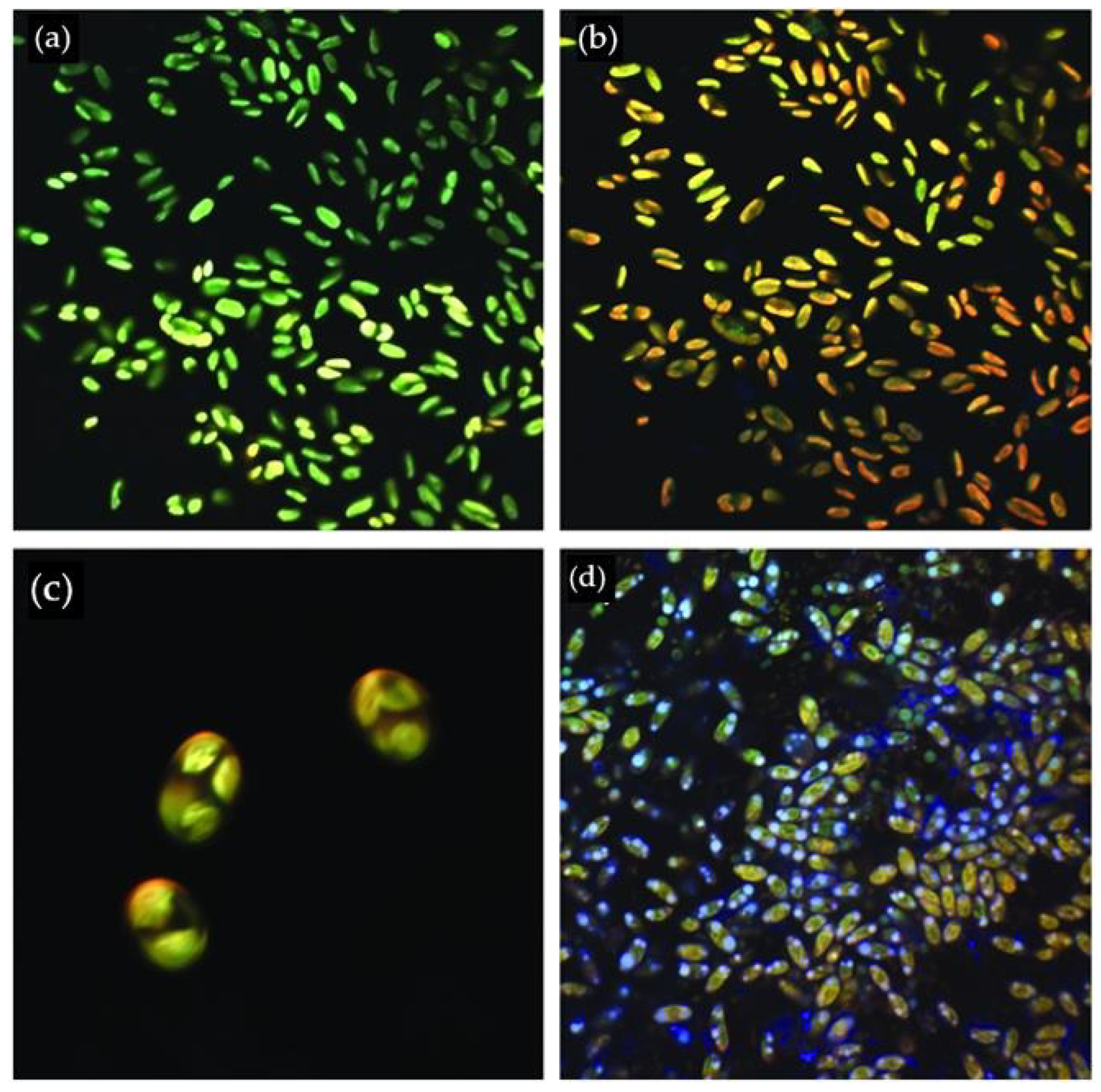 Energies 13 06494 g001