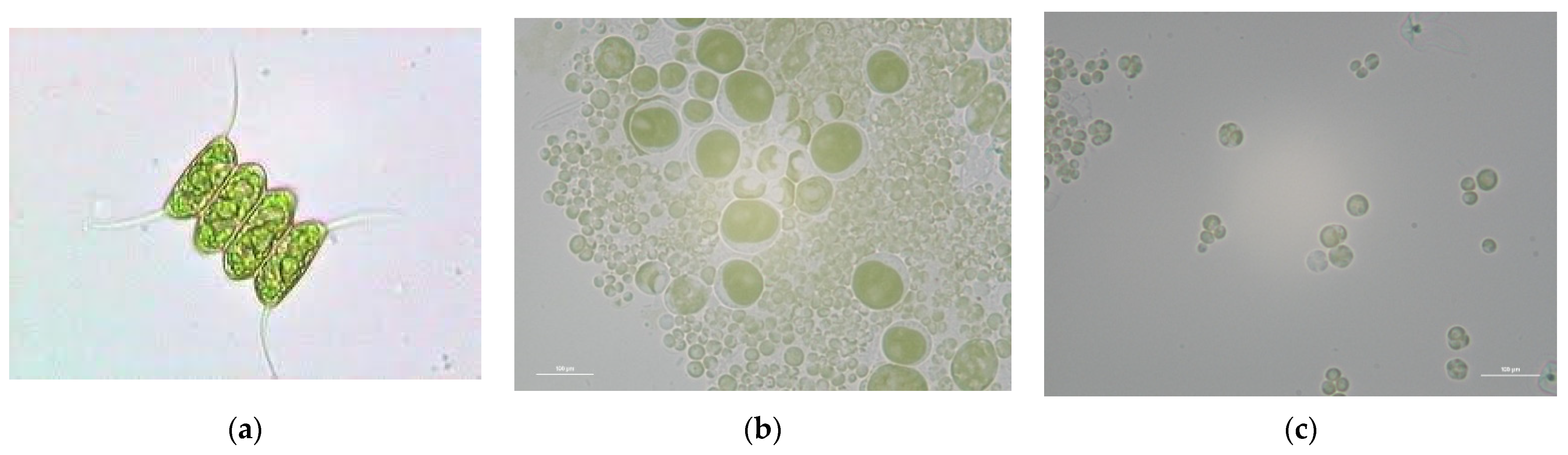 Energies 14 04567 g003