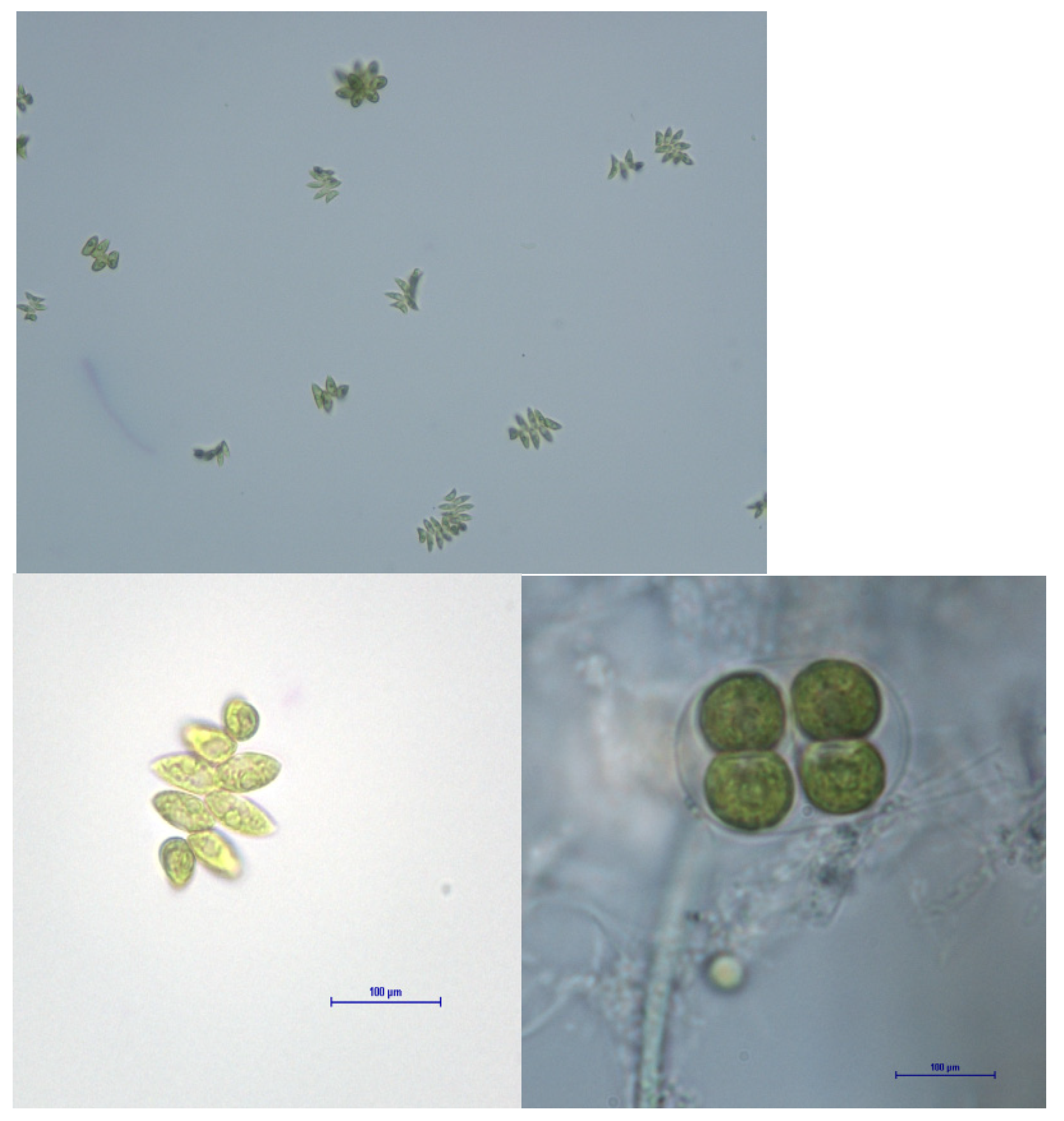 Energies 14 04567 g004