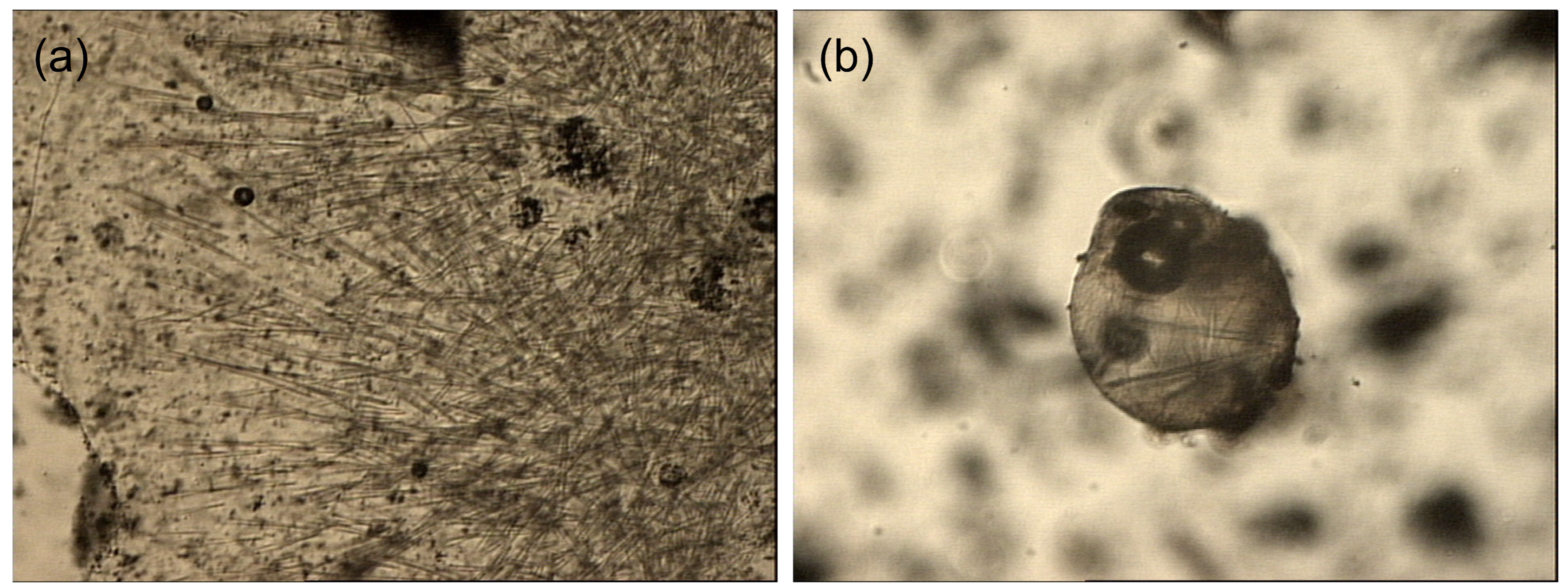 Energies 16 02696 g002