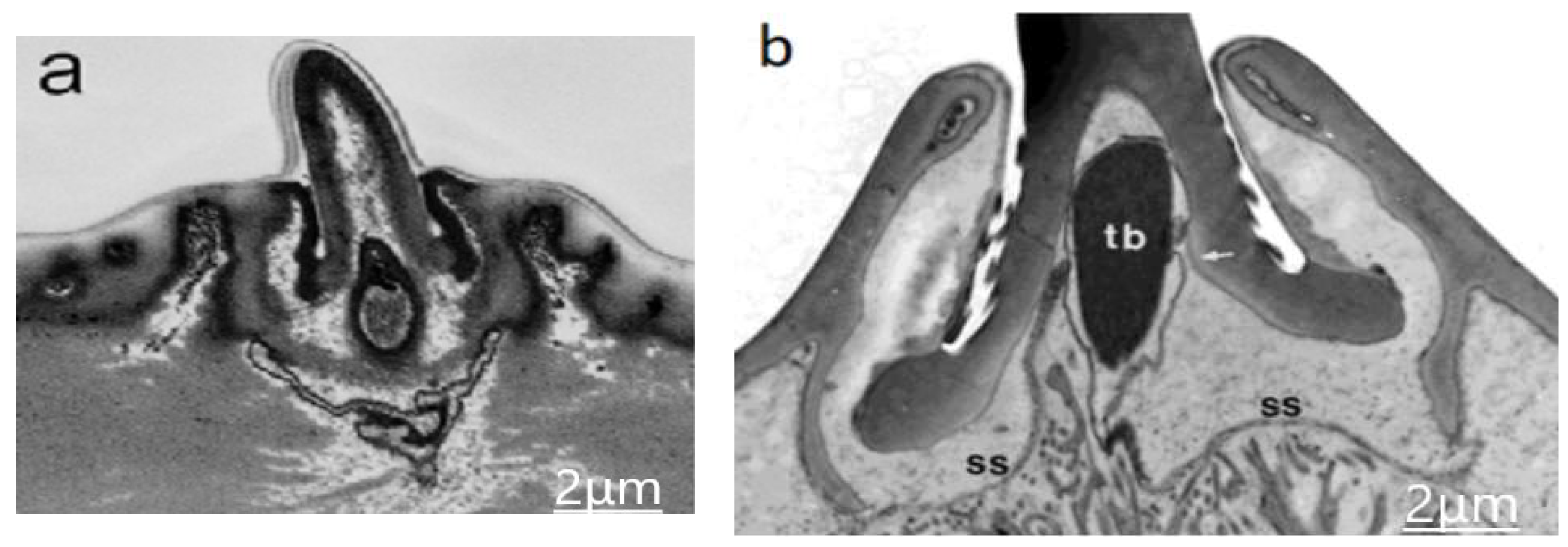 Engproc 02 00070 g002