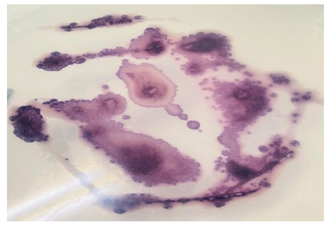 Engproc 09 00007 g002