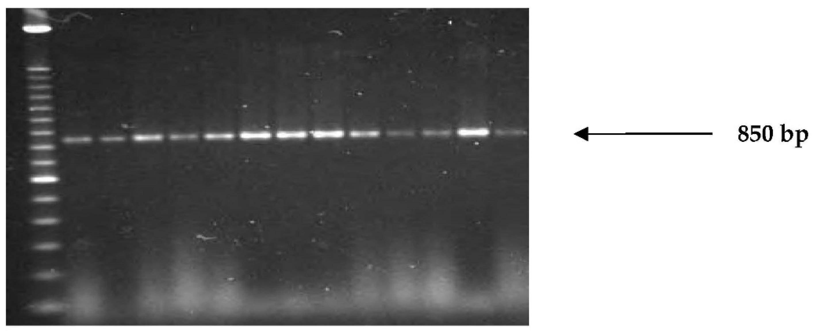 Engproc 09 00007 g003