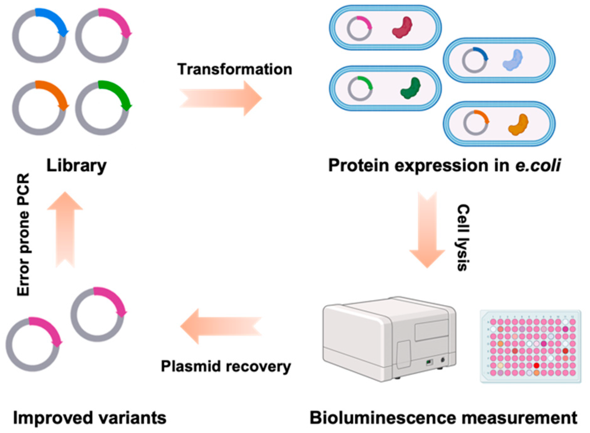 Engproc 35 00020 g002