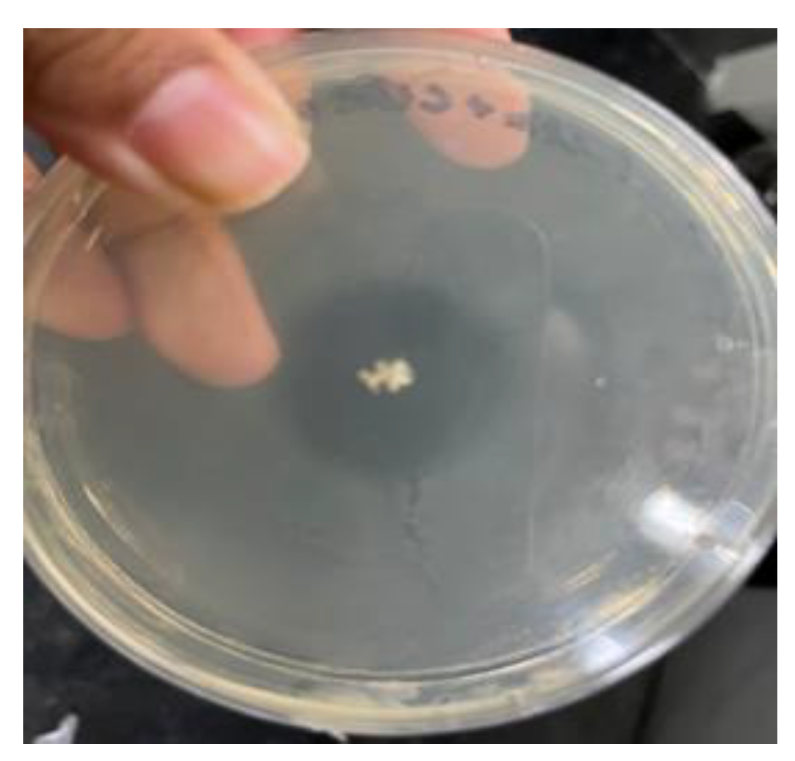 Engproc 37 00021 g006