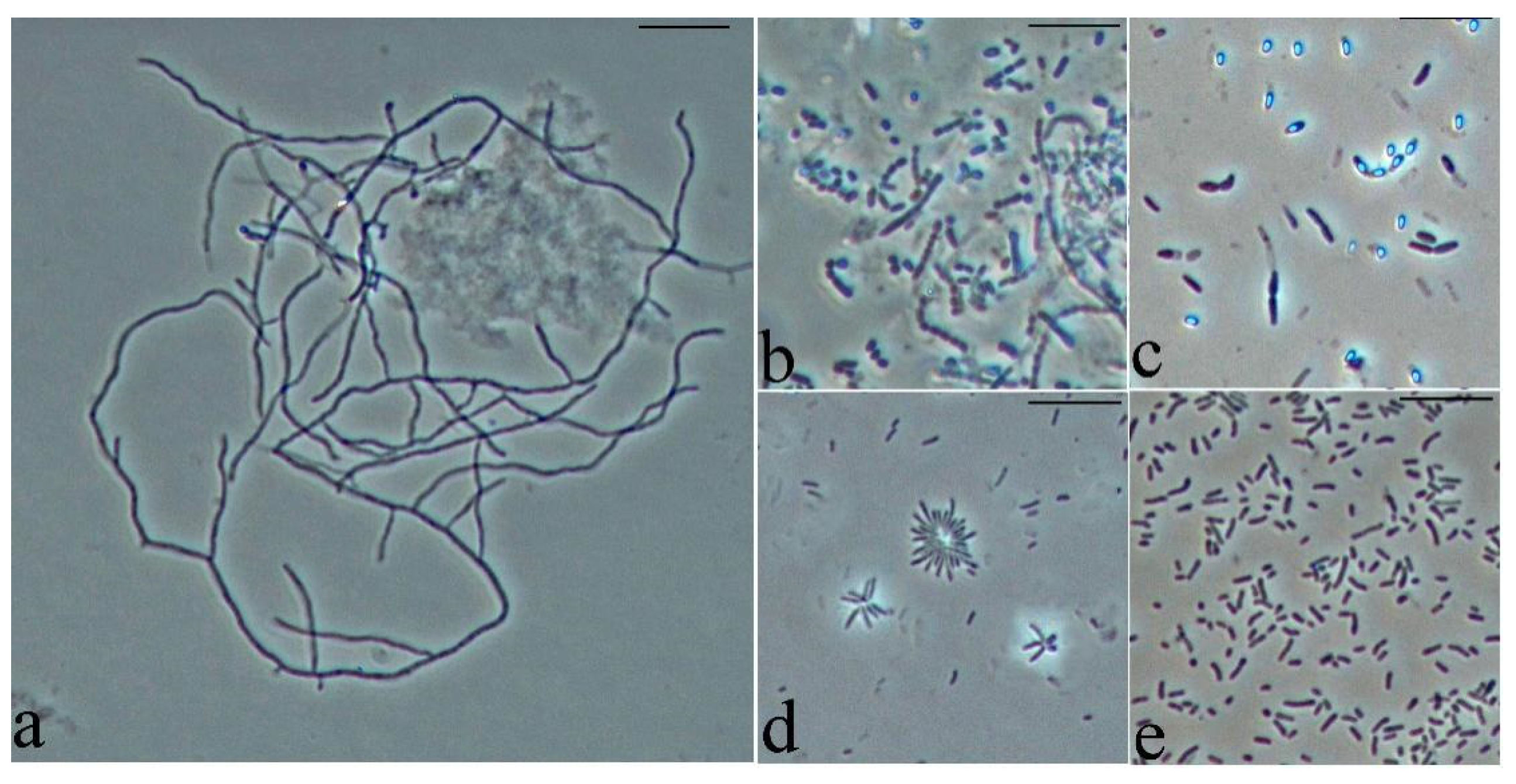 Engproc 37 00121 g001