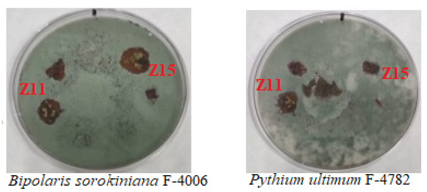 Engproc 37 00121 g003