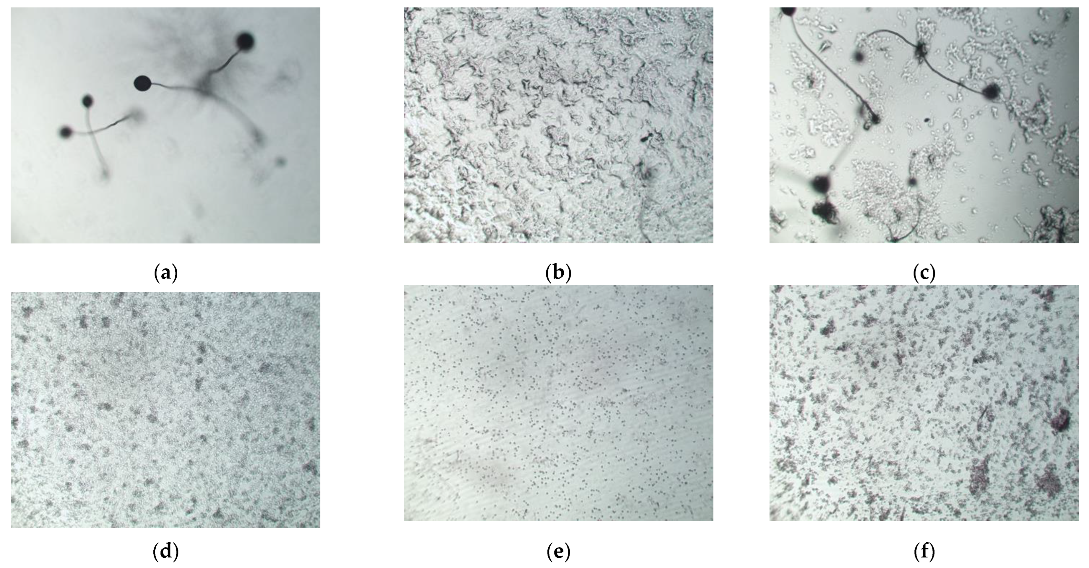 Engproc 56 00078 g001