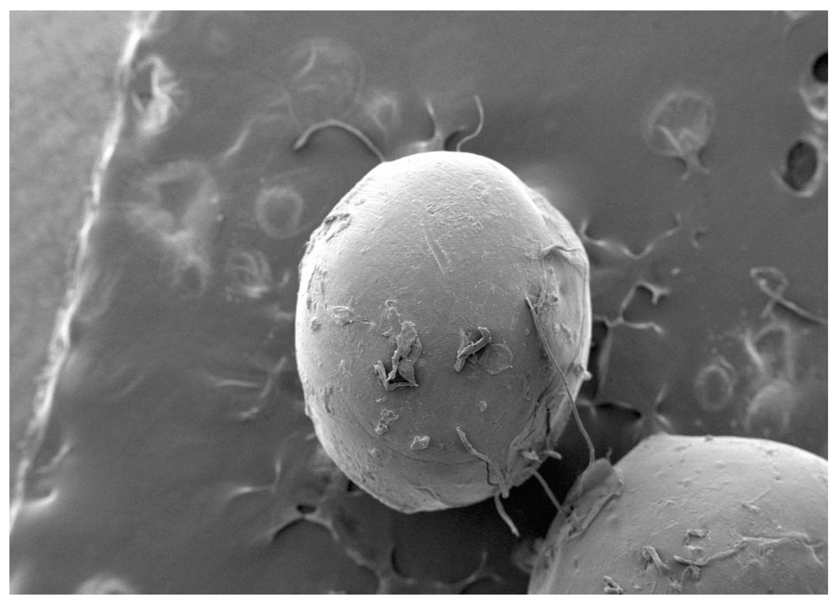 Engproc 56 00319 g002