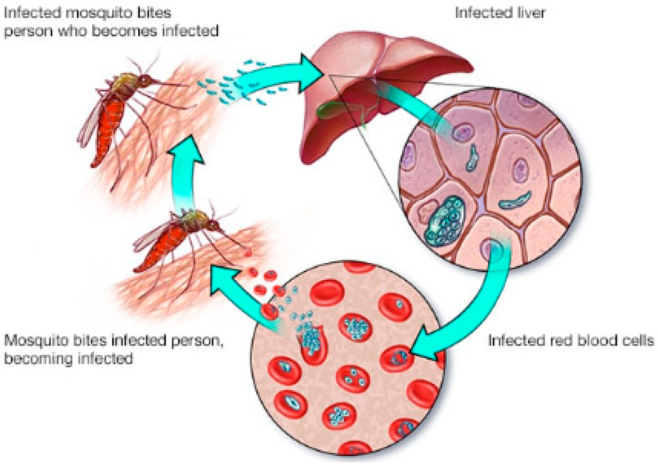 Engproc 58 00131 g001