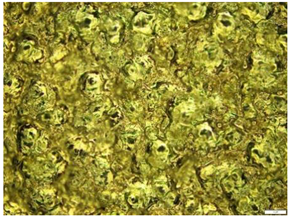 Engproc 59 00135 i005