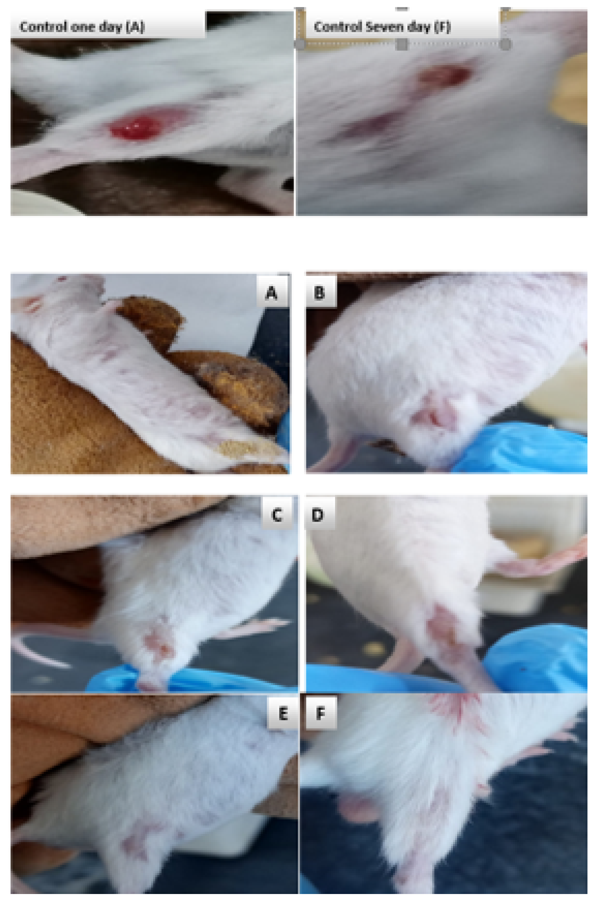 Engproc 59 00219 g005