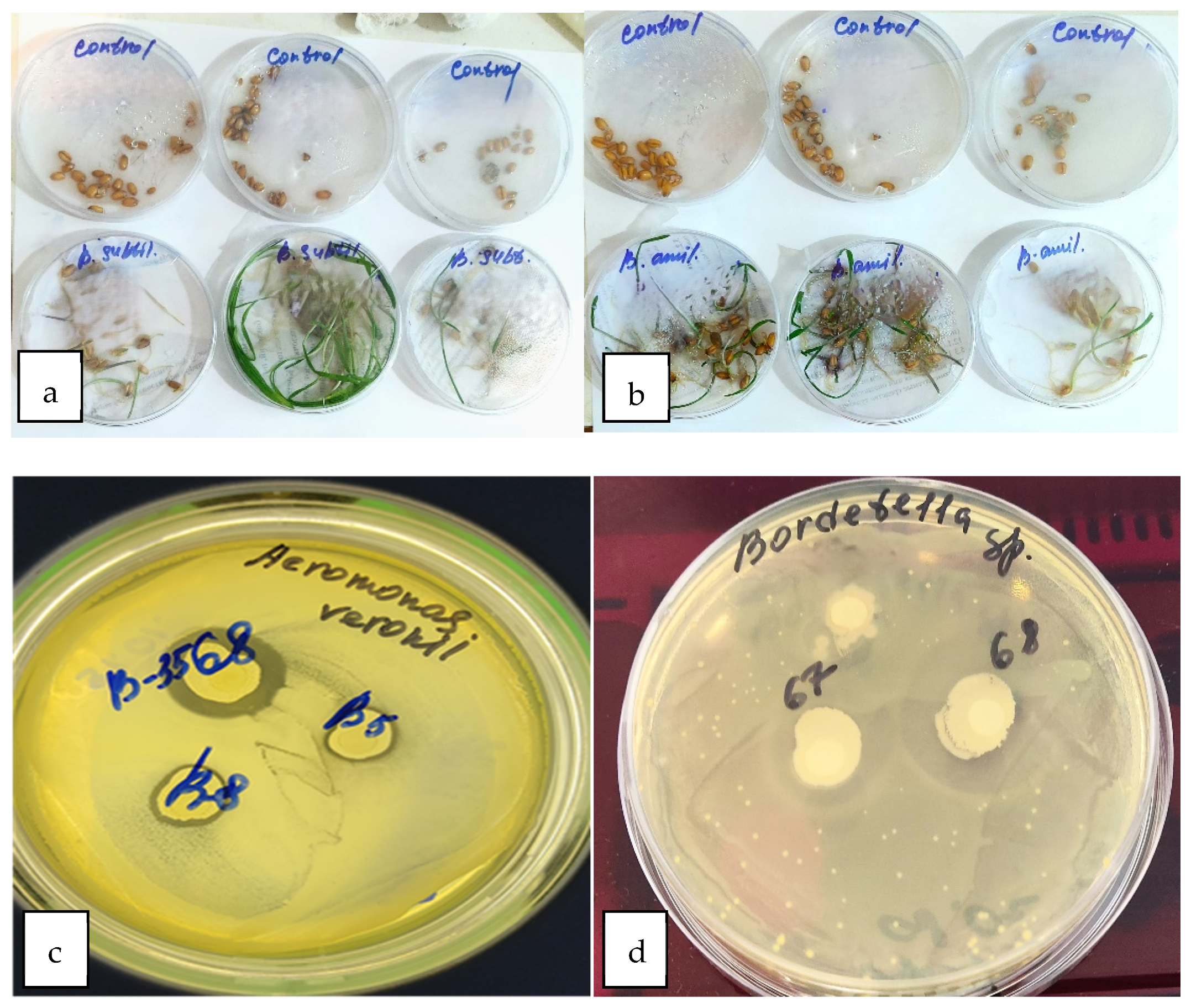 Engproc 67 00025 g003