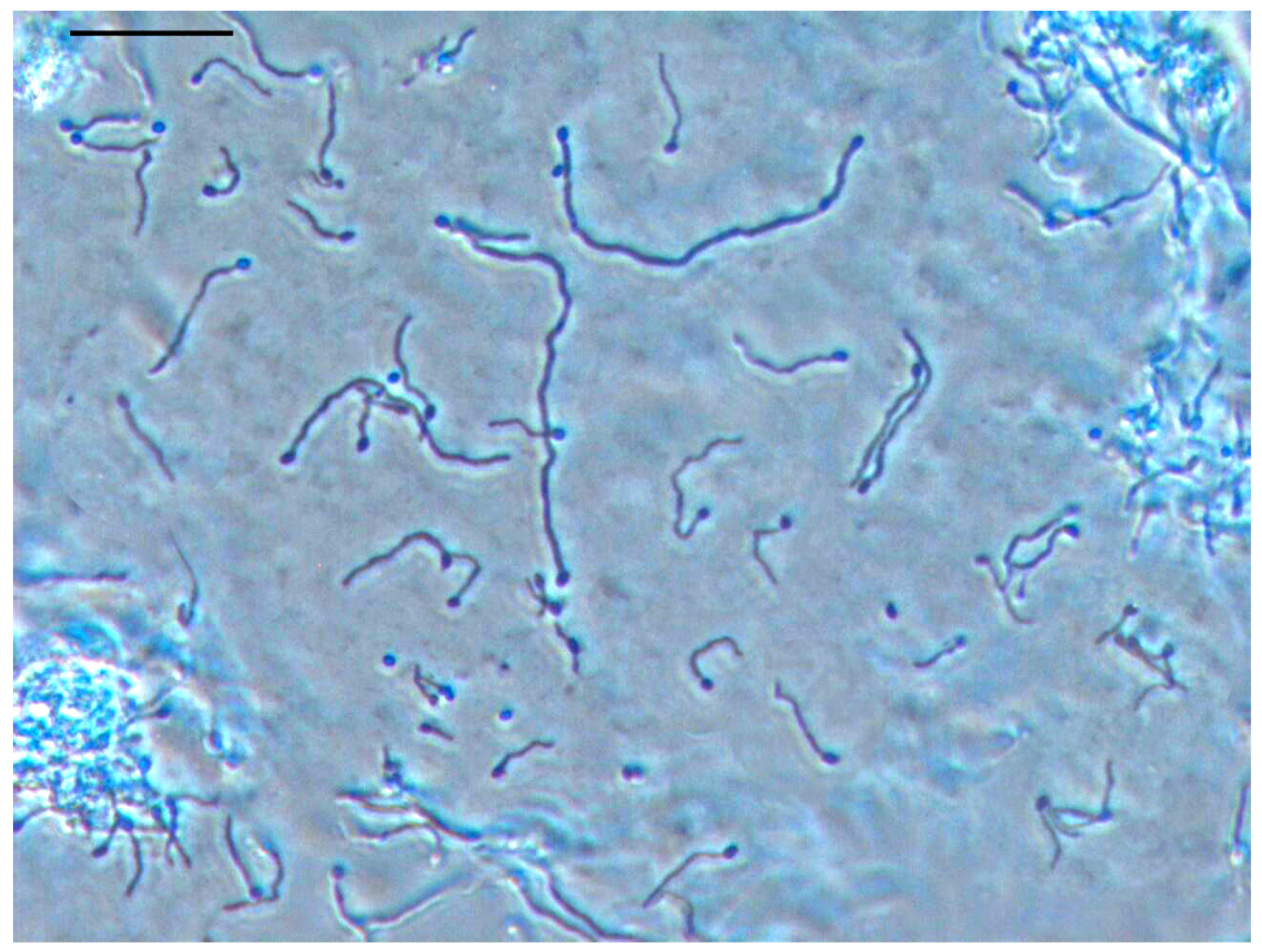 Engproc 67 00076 g001