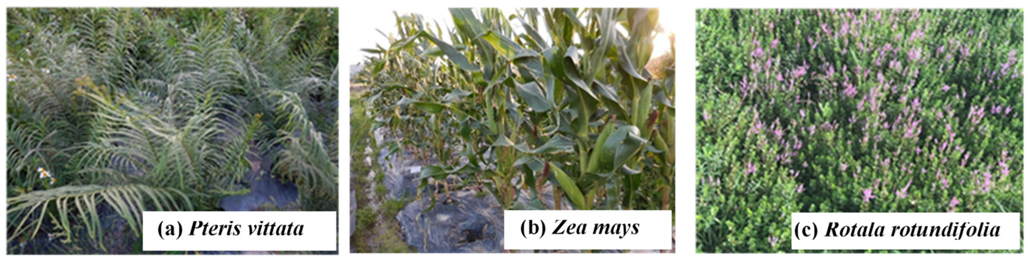 Engproc 74 00008 g001