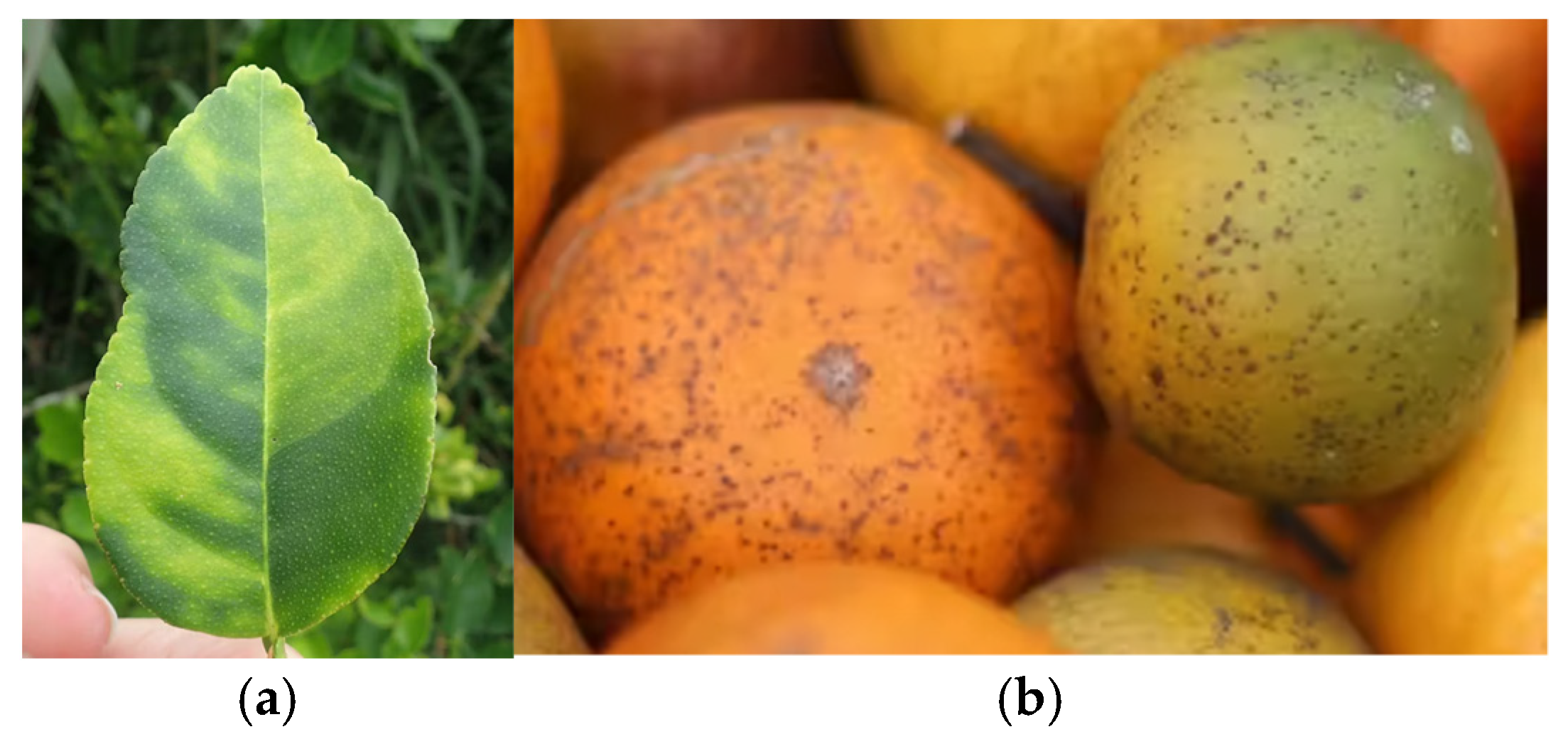 Engproc 82 00035 g008