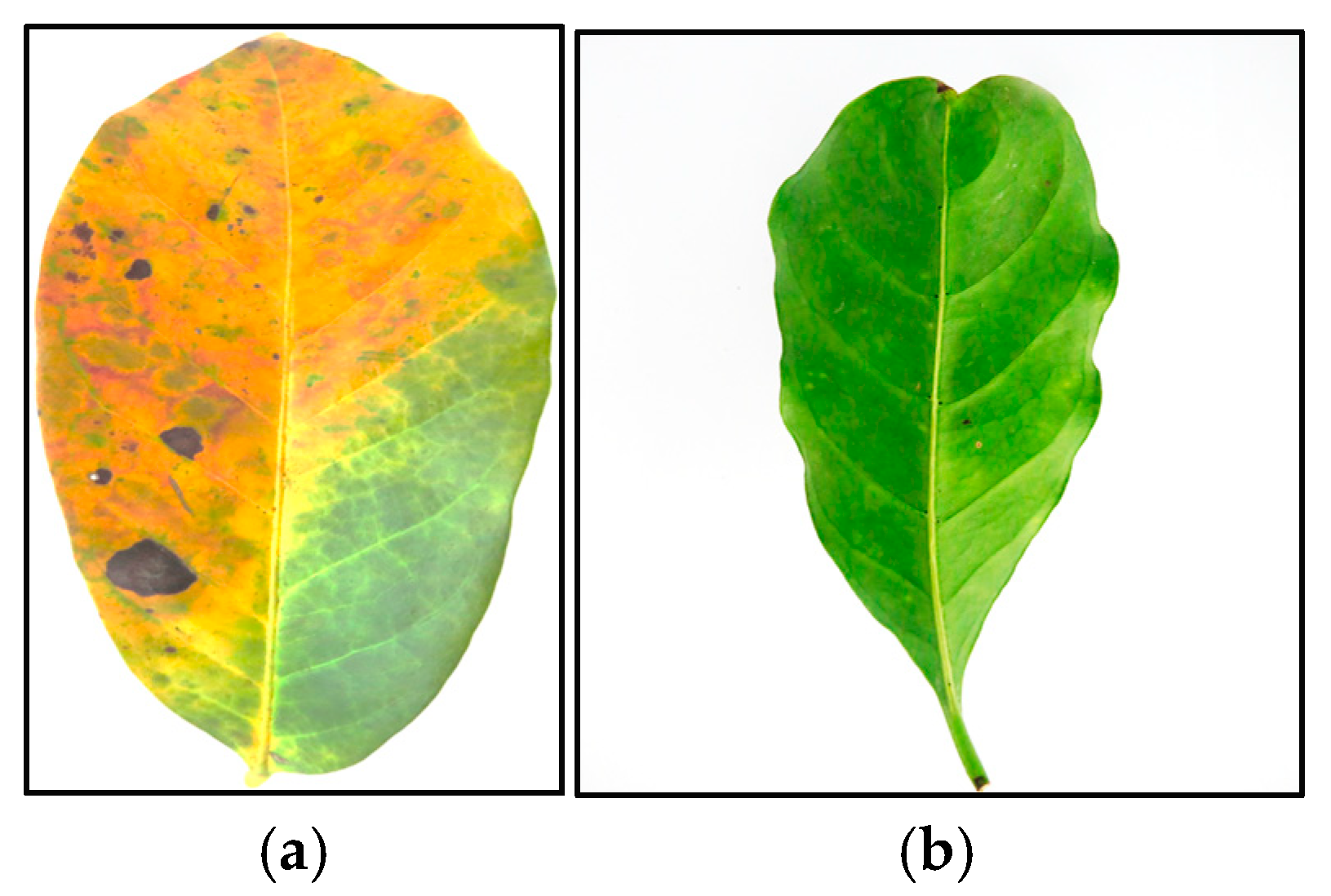 Engproc 82 00088 g001