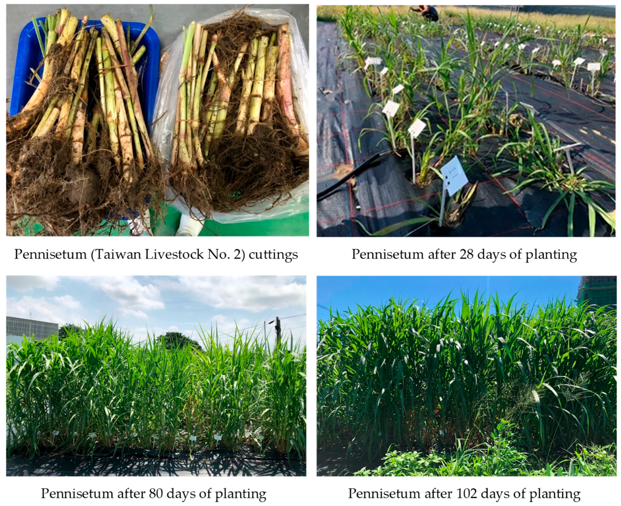 Engproc 91 00013 g001