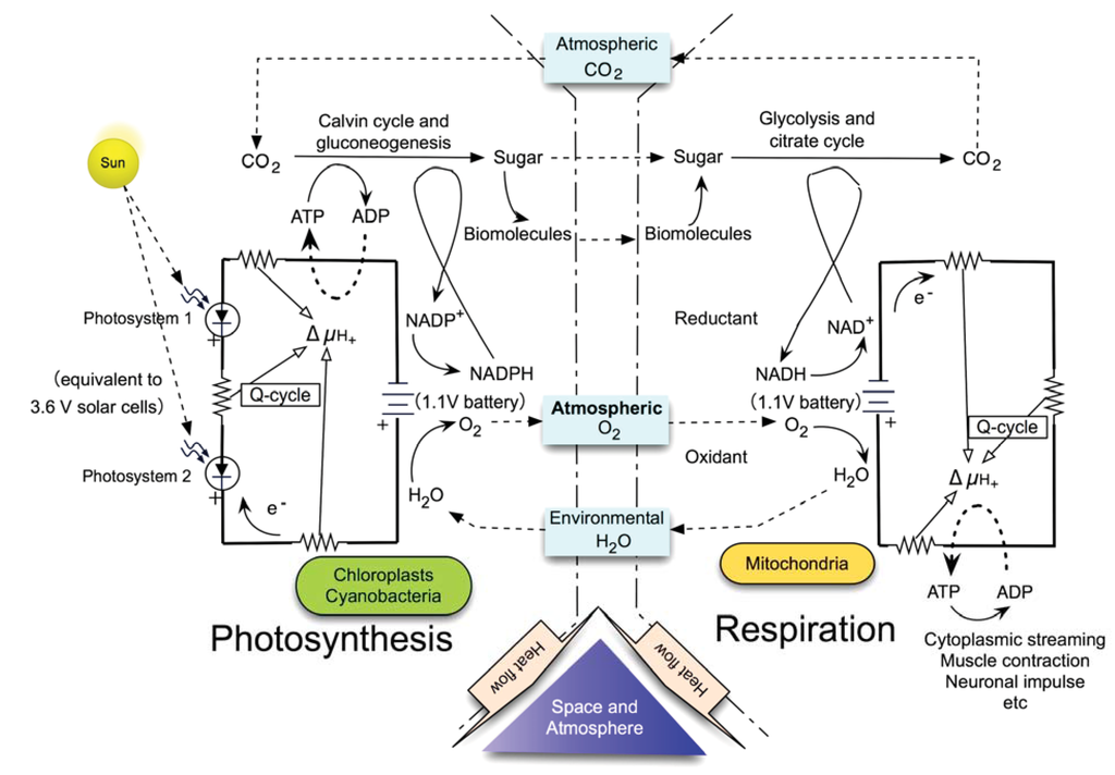 Entropy 14 00233 g002 1024