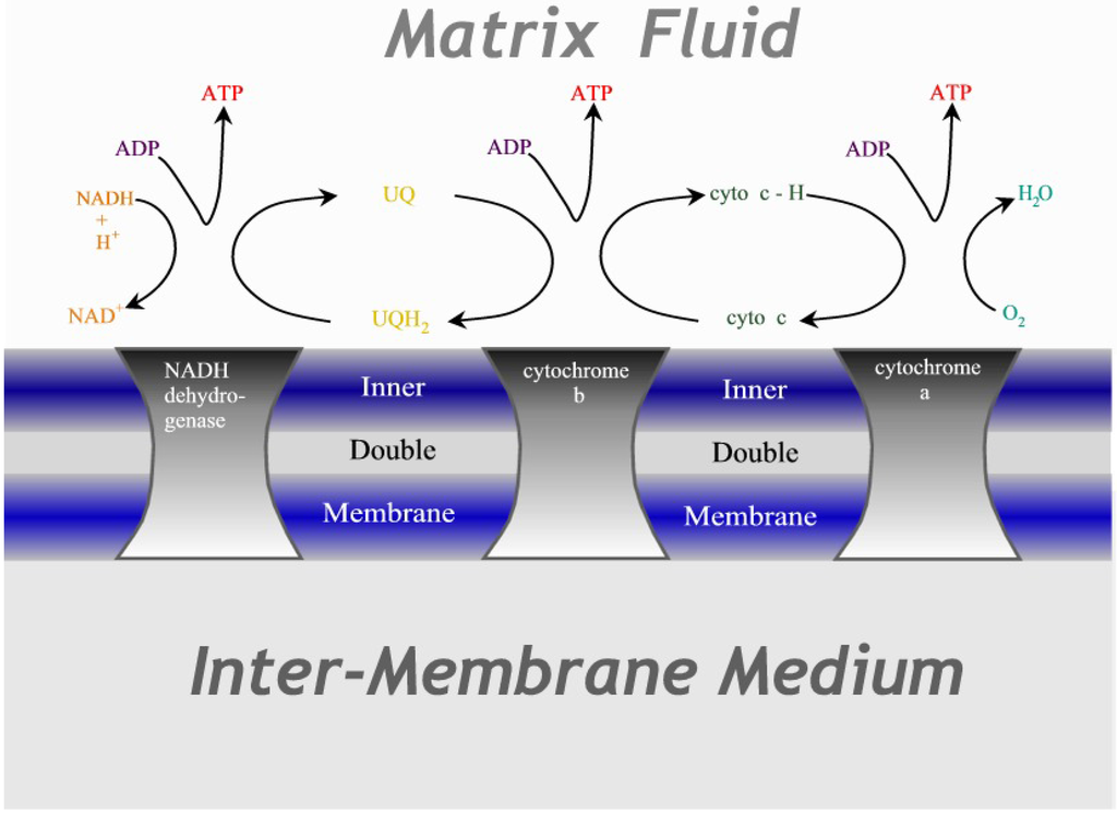 Entropy 17 06304 g003 1024